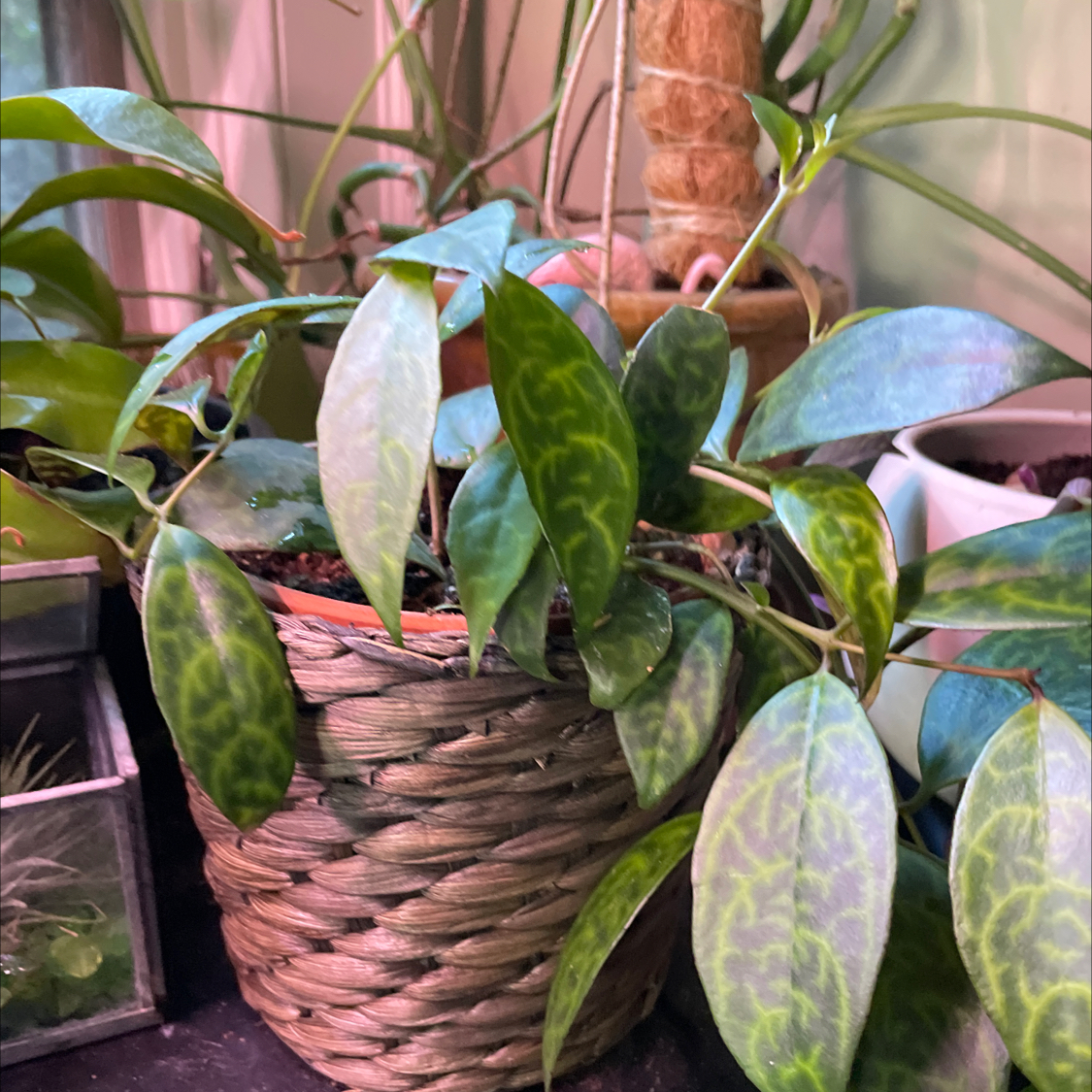 Black Pagoda Lipstick Plant in a woven basket with healthy variegated leaves.