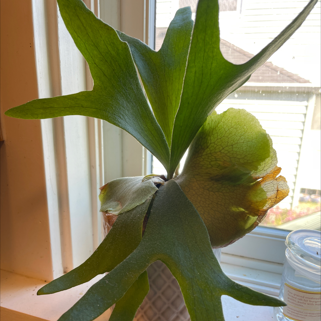 Photo of the plant species Elkhorn Fern by @DrJen named Orwell on Greg, the plant care app