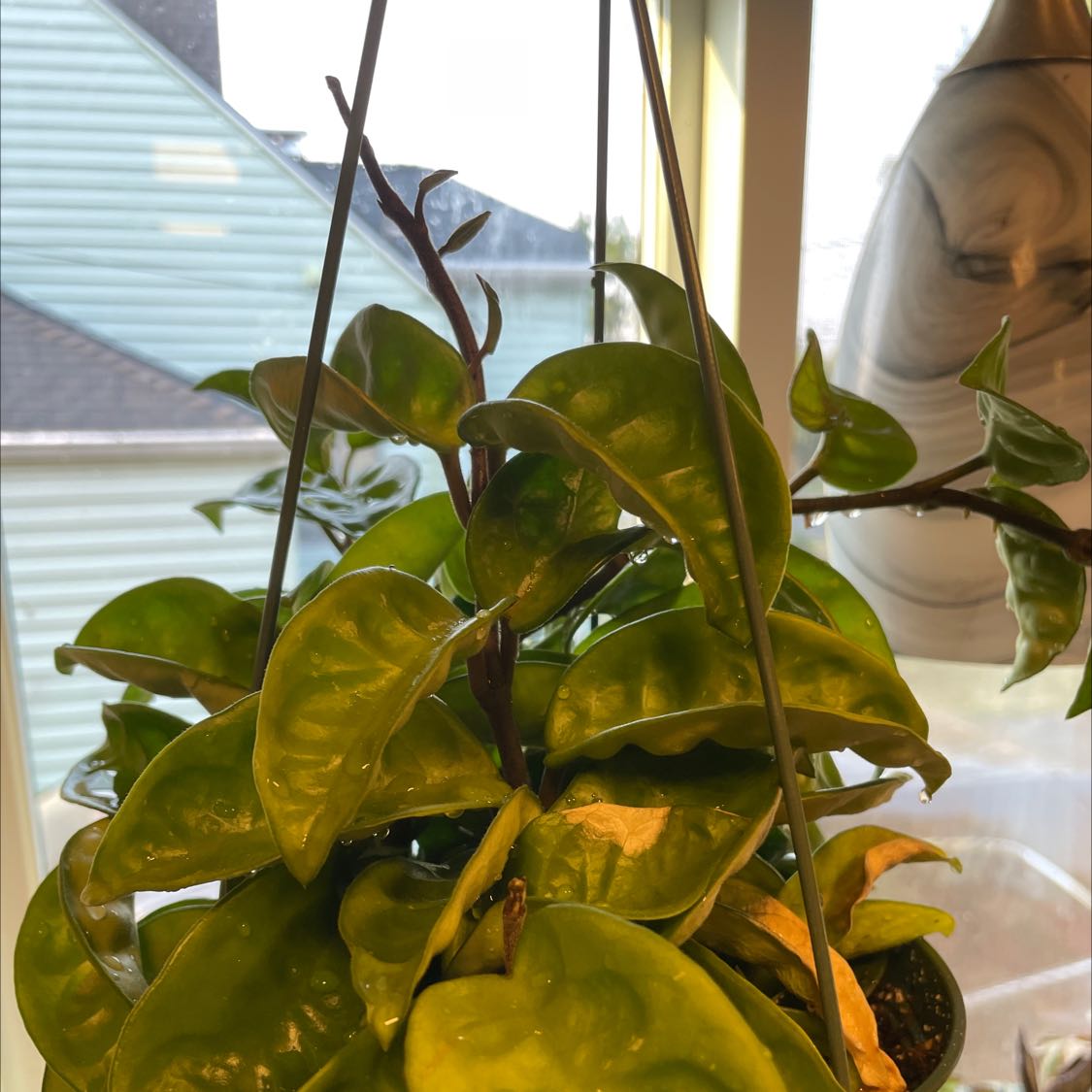 Hoya Carnosa Krinkle 8 plant in a hanging pot with some yellowing and browning leaves.