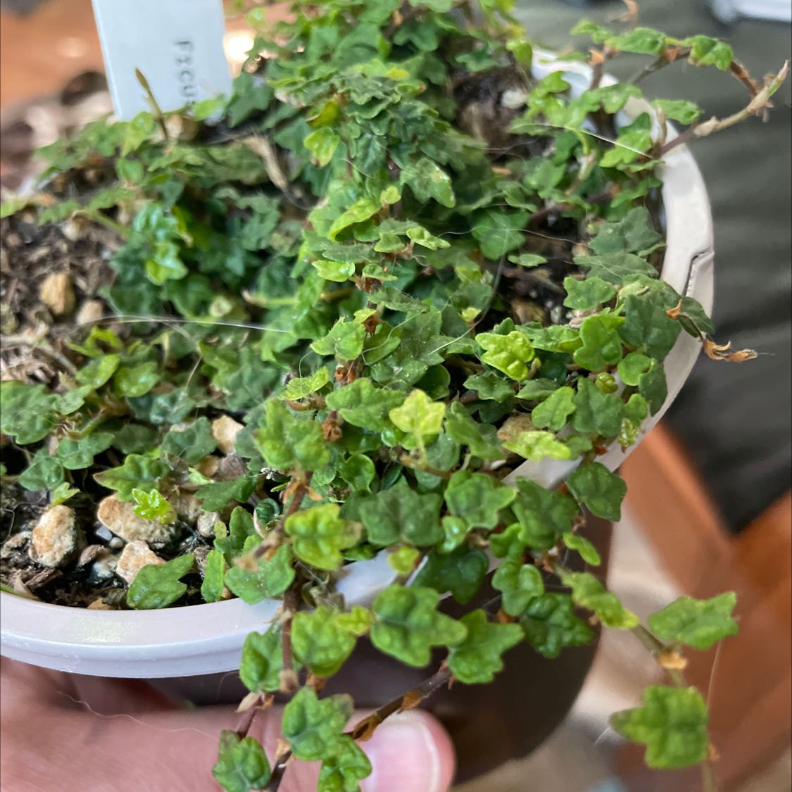 A healthy Creeping Fig plant in a white pot, held by human hands. The plant has lush green foliage with no signs of disease or stress.