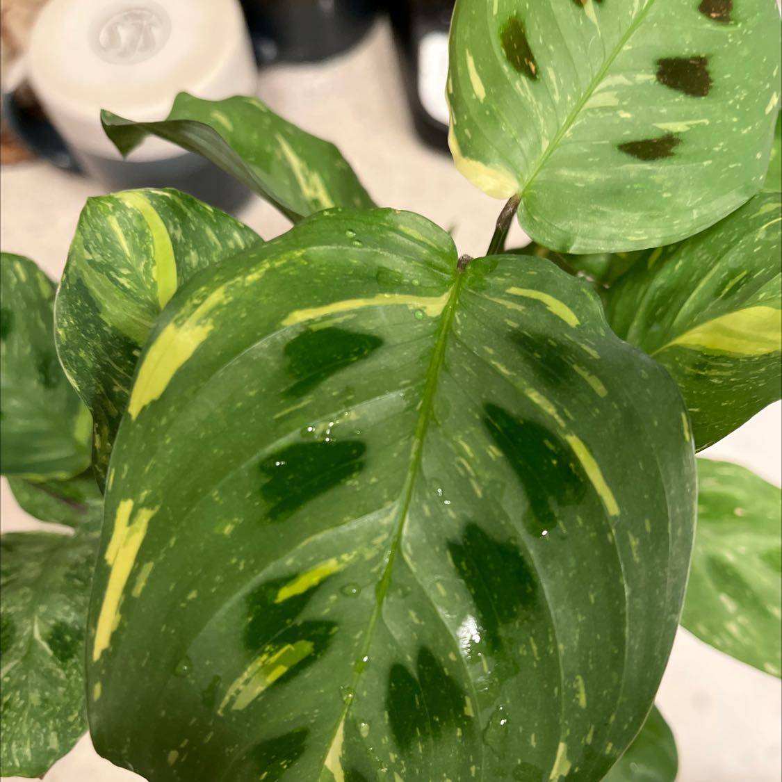 Golden Mosaic Plant with healthy, variegated green and yellow leaves.