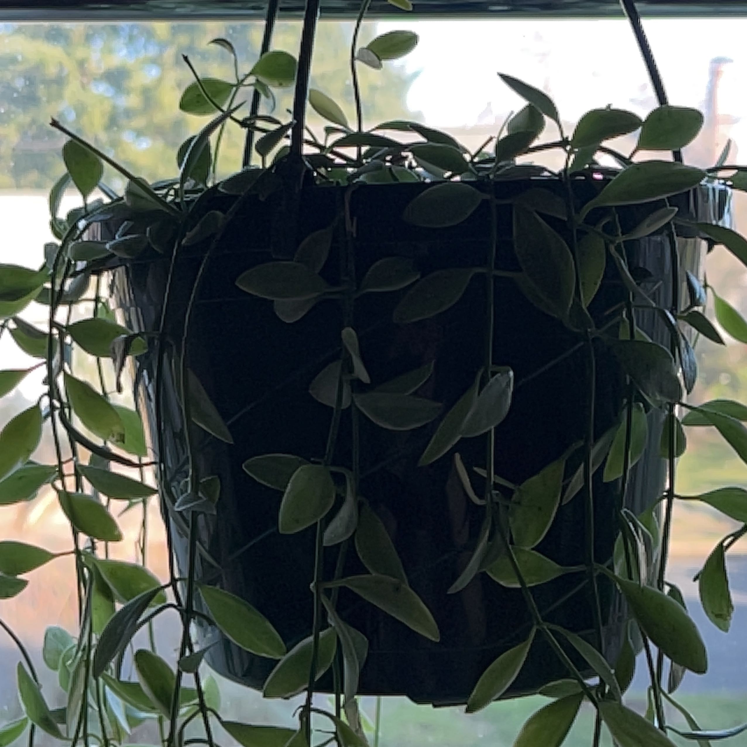 Hanging Dischidia oiantha 'Variegata' plant with variegated leaves.