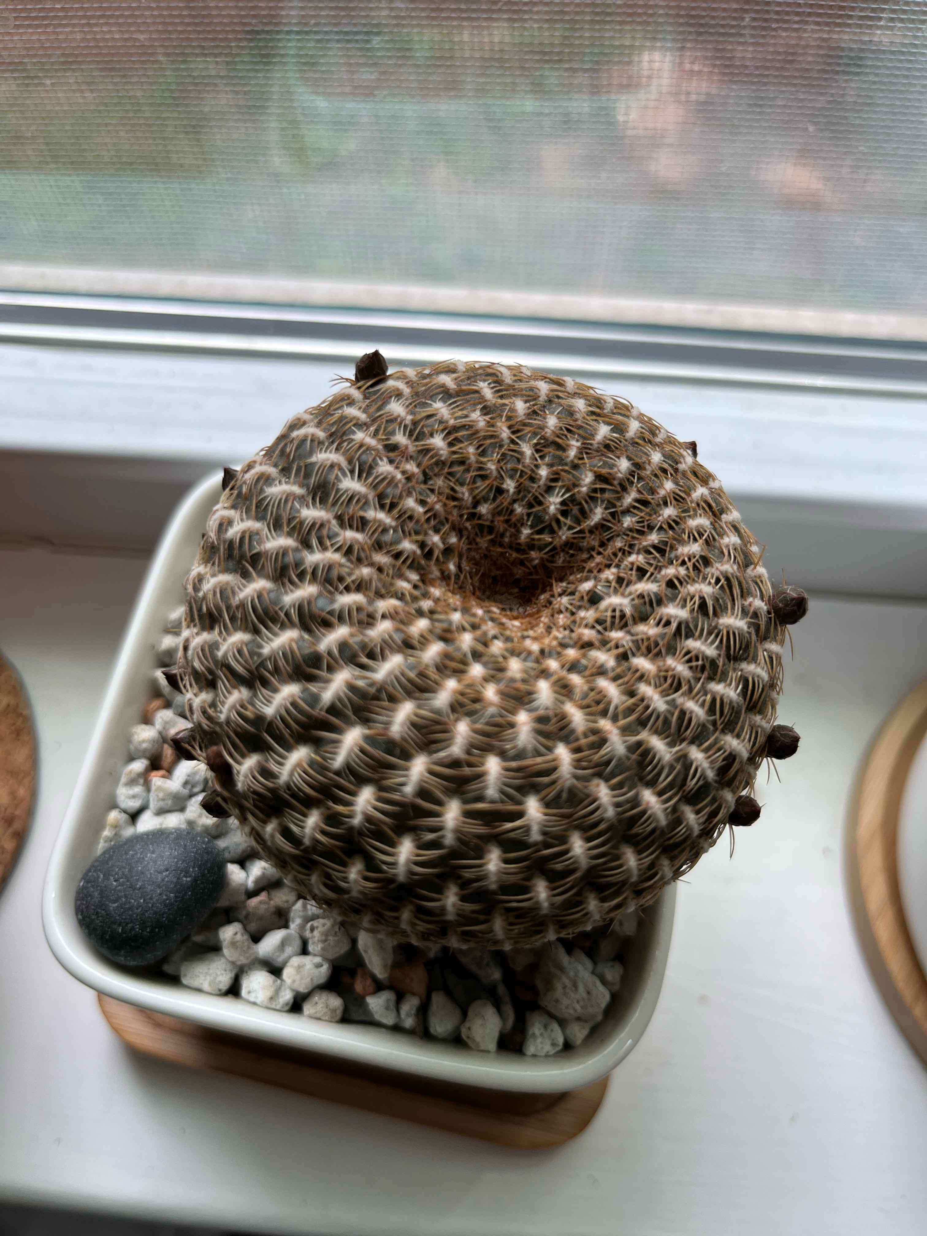 Plant care for Sulcorebutia arenacea on Greg, the plant care app