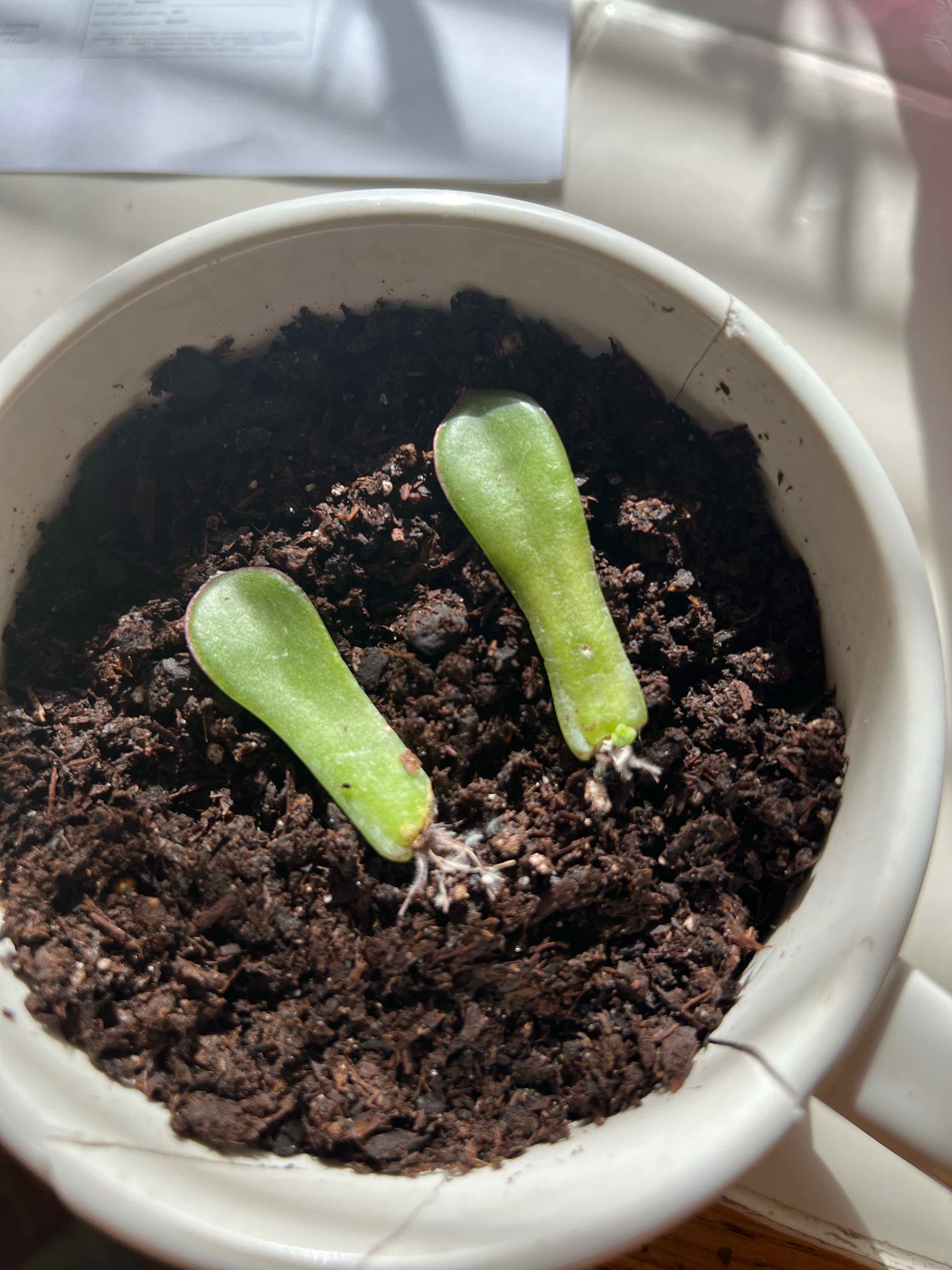 A small potted succulent with two green leaves planted in dark soil.