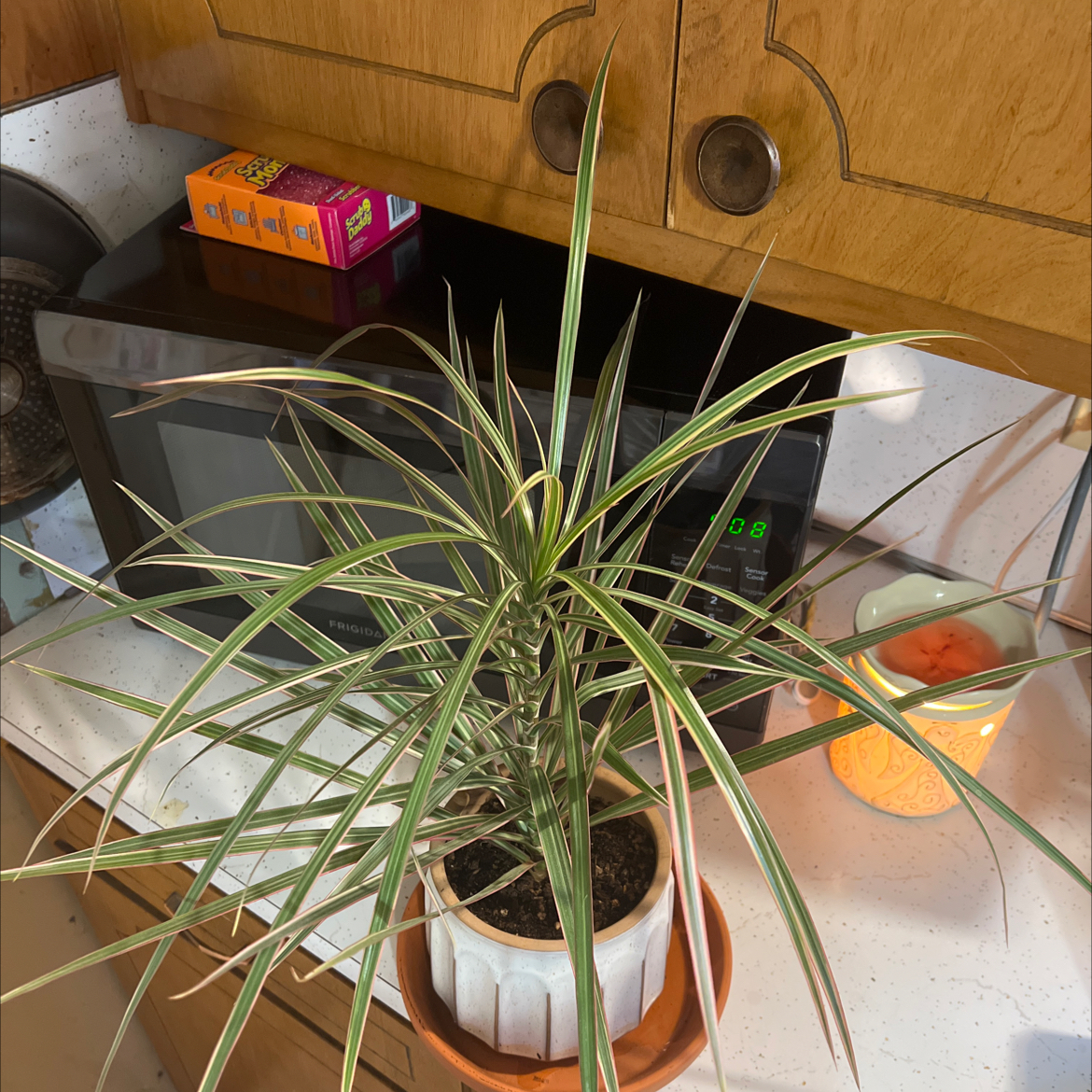 Madagascar Dragon Tree on a kitchen counter with visible soil and healthy green leaves.