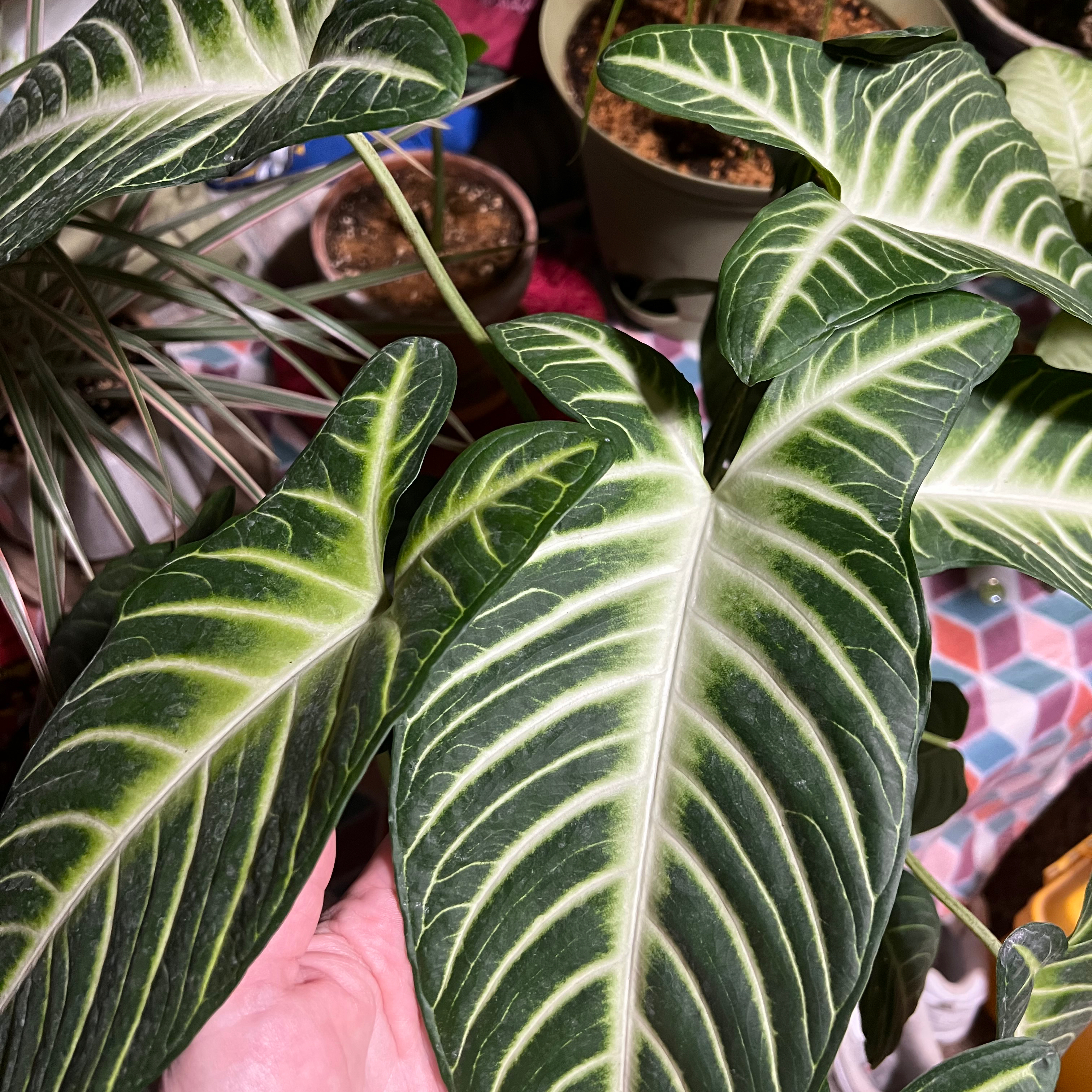 Caladium lindenii 'Magnificum' with healthy green leaves and white veins, hand holding a leaf.