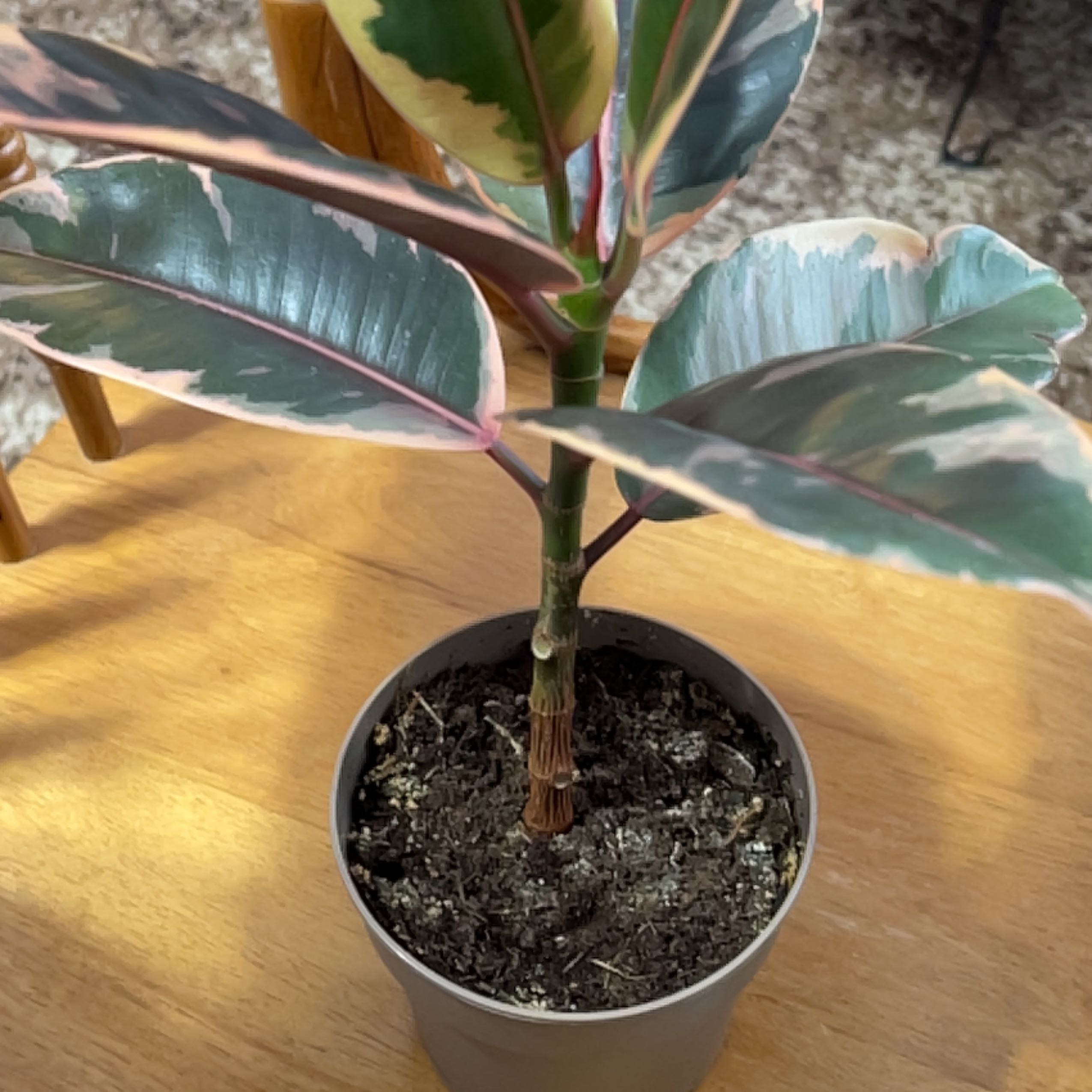 Rubber Plant 'Belize' in a pot with visible soil and healthy variegated leaves.