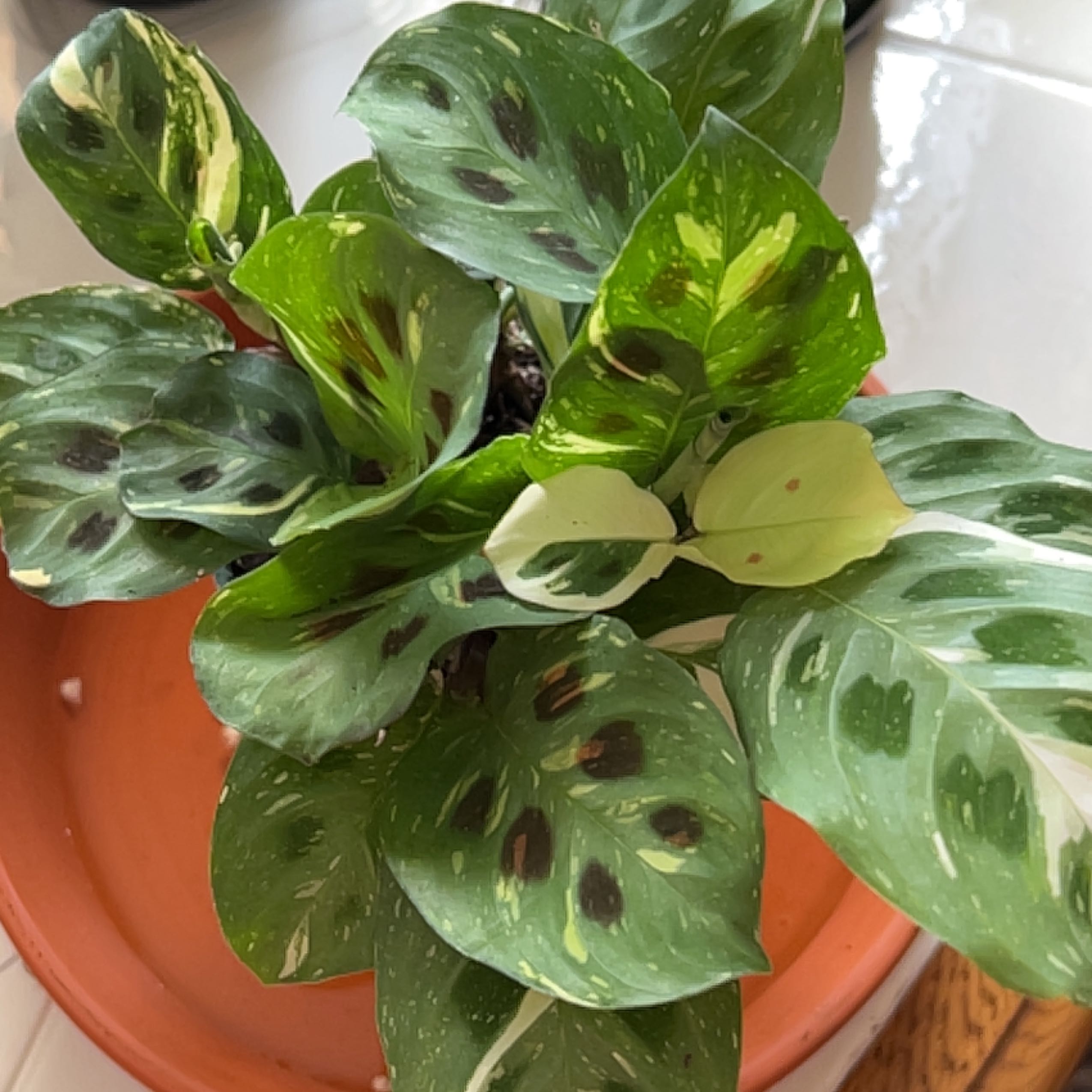 Variegated Prayer Plant in a terracotta pot with green variegated leaves.