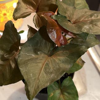Syngonium 'Maria Allusion' plant in Lincoln, Nebraska