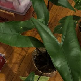 Photo of the plant species Alocasia 'Mythic Blackout' by @JustMeCheri named Cupid on Greg, the plant care app