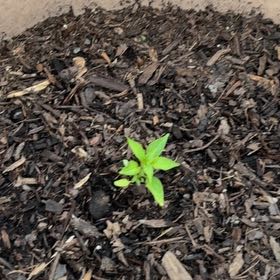 Photo of the plant species Thai Pepper by William named Foxxy on Greg, the plant care app
