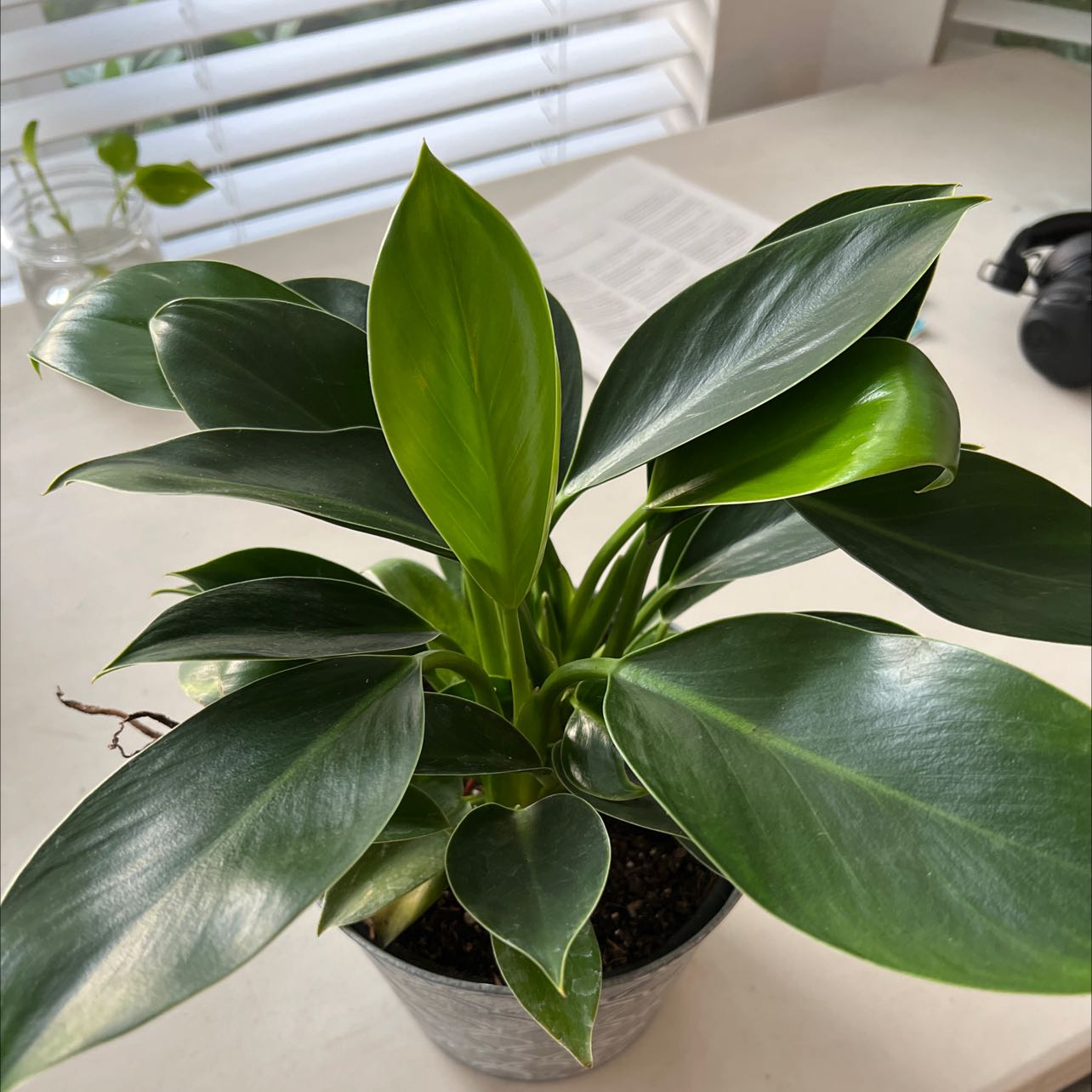 Photo of the plant species Philodendron 'Mia' by @DurableRedbean named Remington on Greg, the plant care app