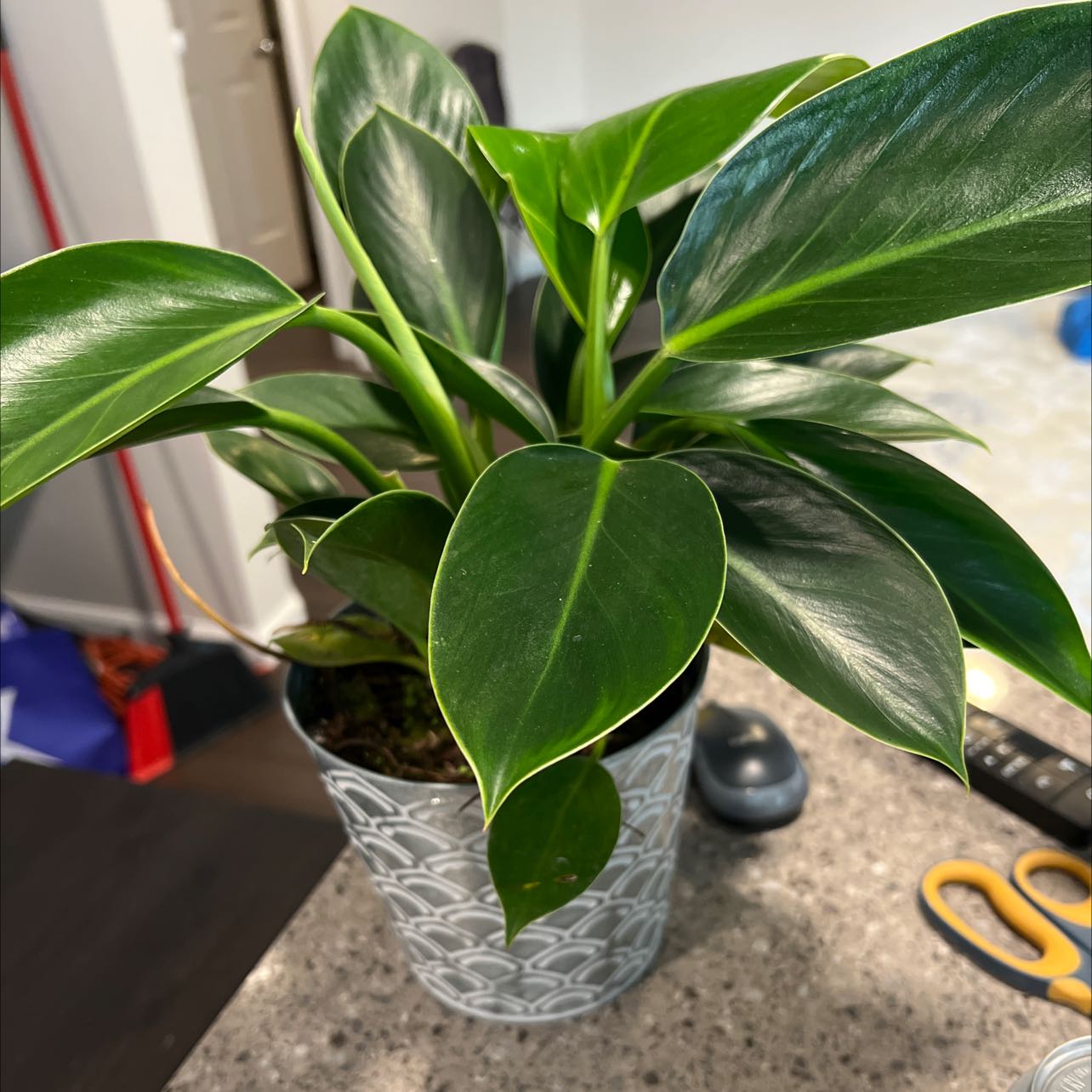 Healthy Red Emerald Philodendron in a decorative pot with vibrant, glossy leaves.