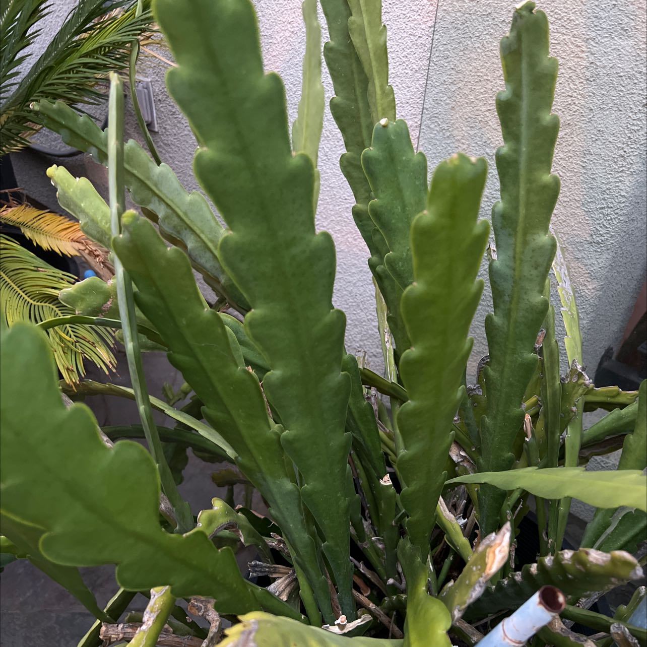Red Orchid Cactus with long, segmented green leaves. Healthy appearance.