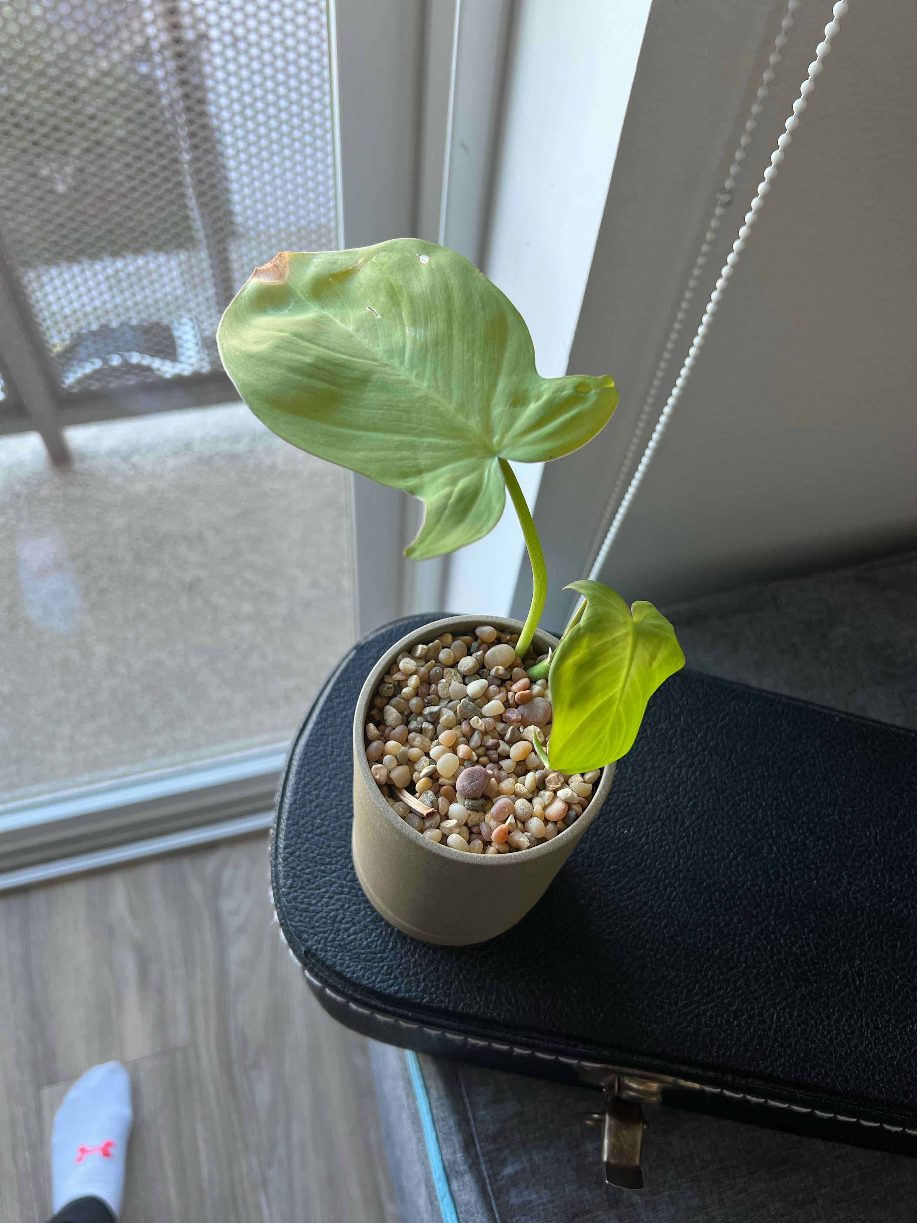 Camposportoanum Velvet Shield plant in a small pot with pebbles, placed near a window.