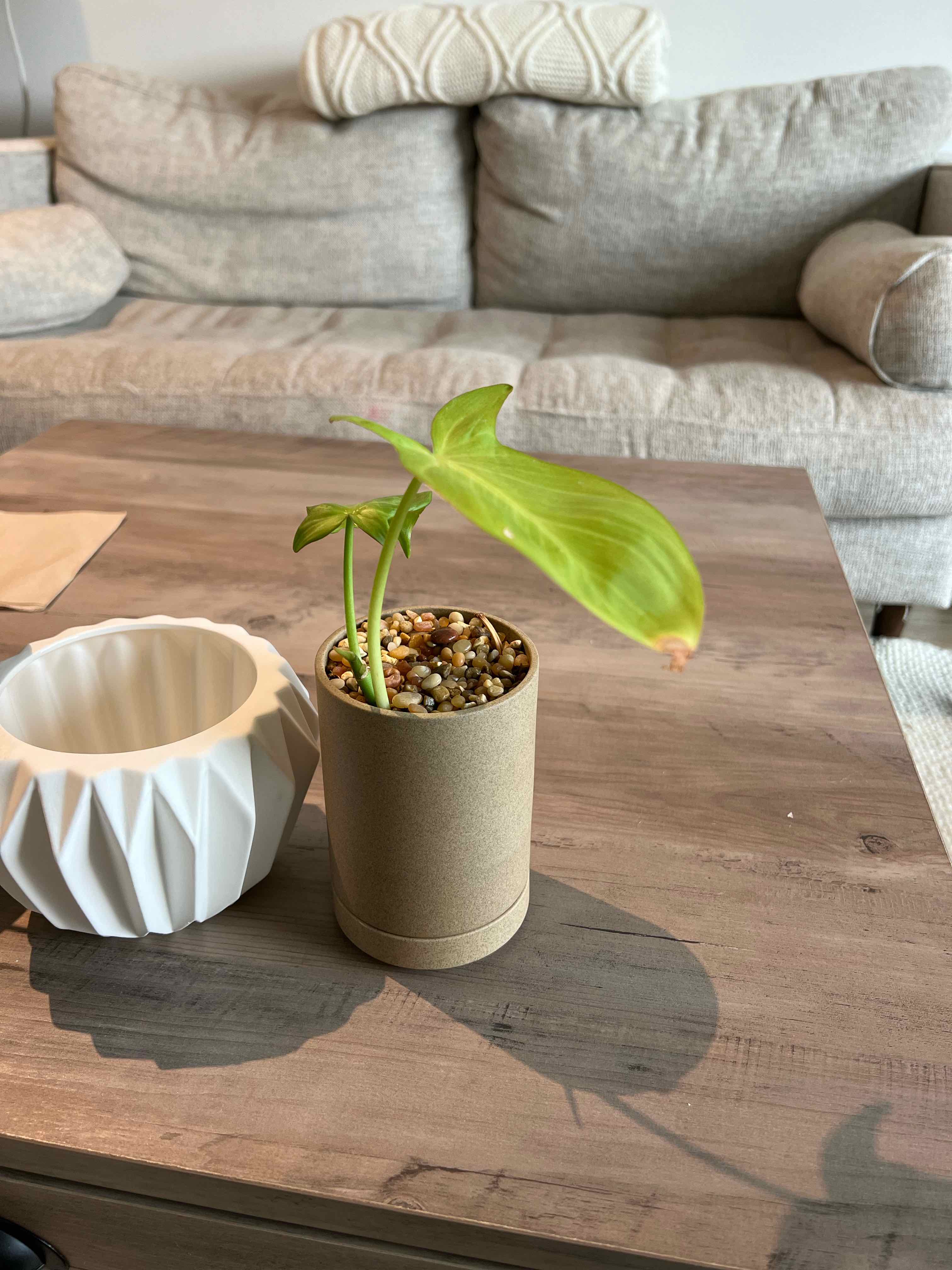 Camposportoanum Velvet Shield plant in a pot on a wooden table, slight browning on leaf tips.