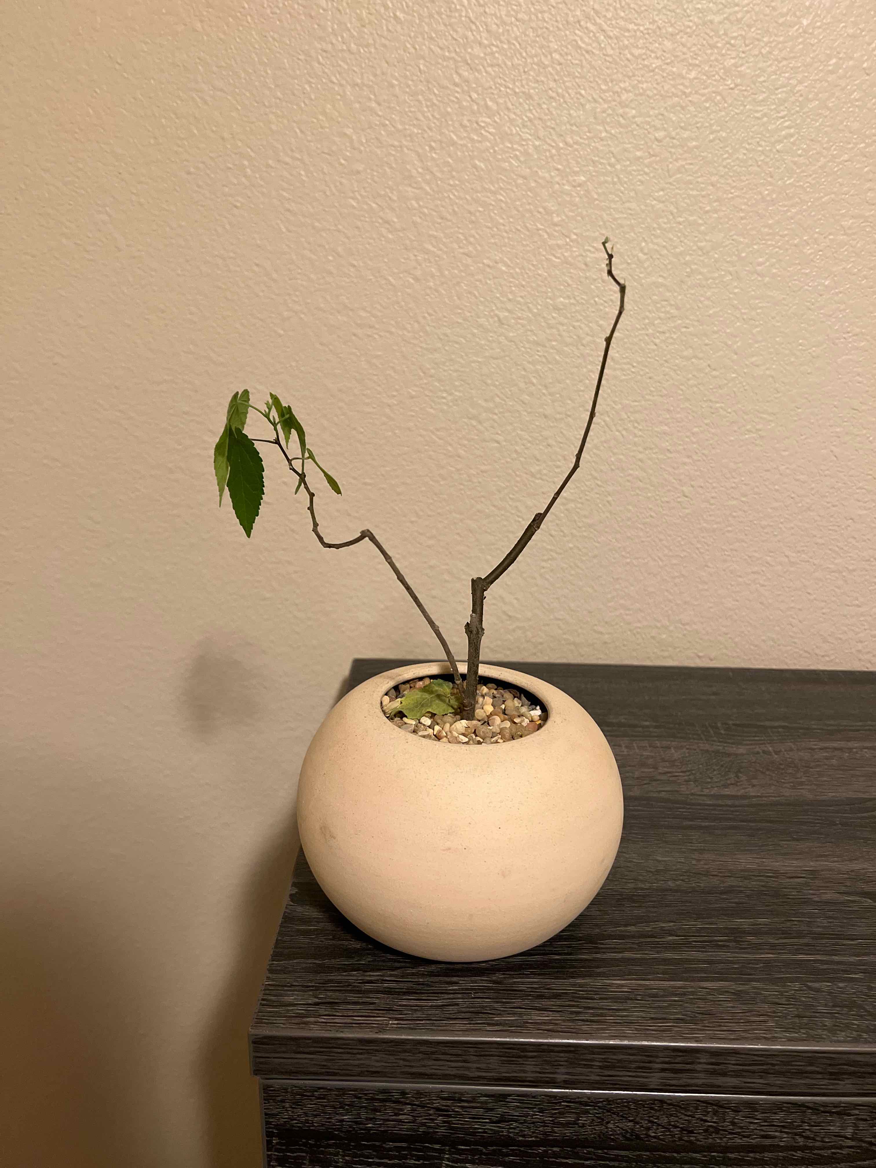 Plant care for Caliche Globemallow on Greg, the plant care app