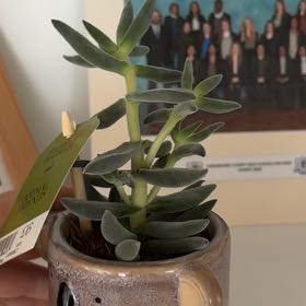 Photo of the plant species Hottentot Fig by @StylishLentil named Diana on Greg, the plant care app