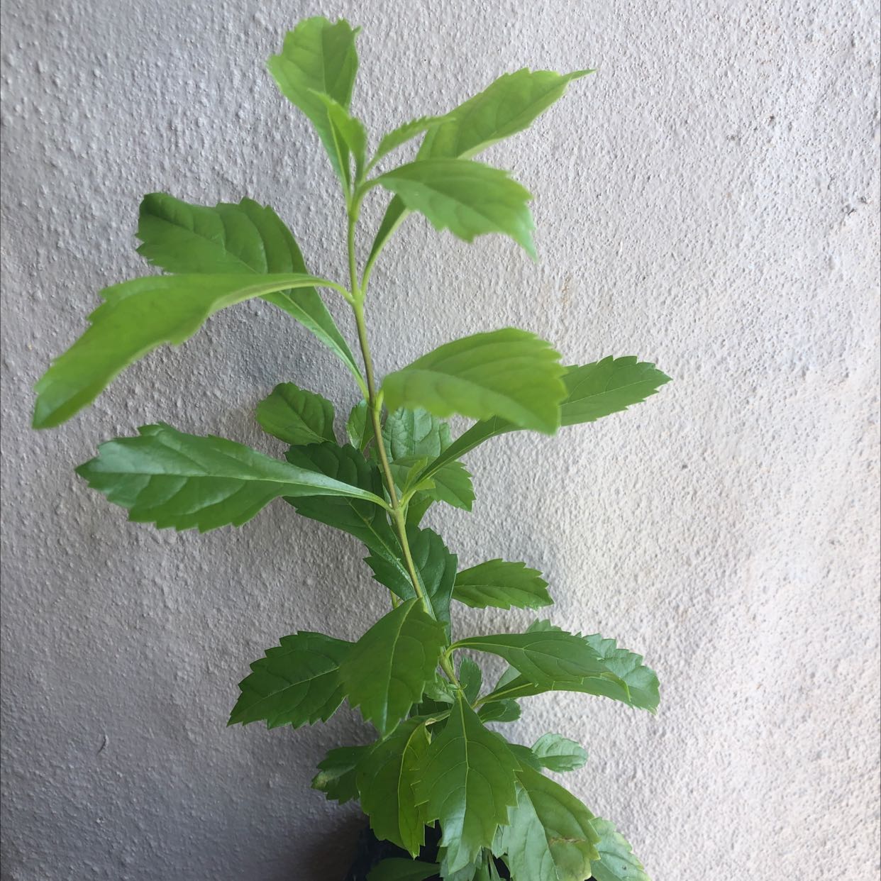 Healthy Golden Dewdrop plant with green leaves against a plain background.