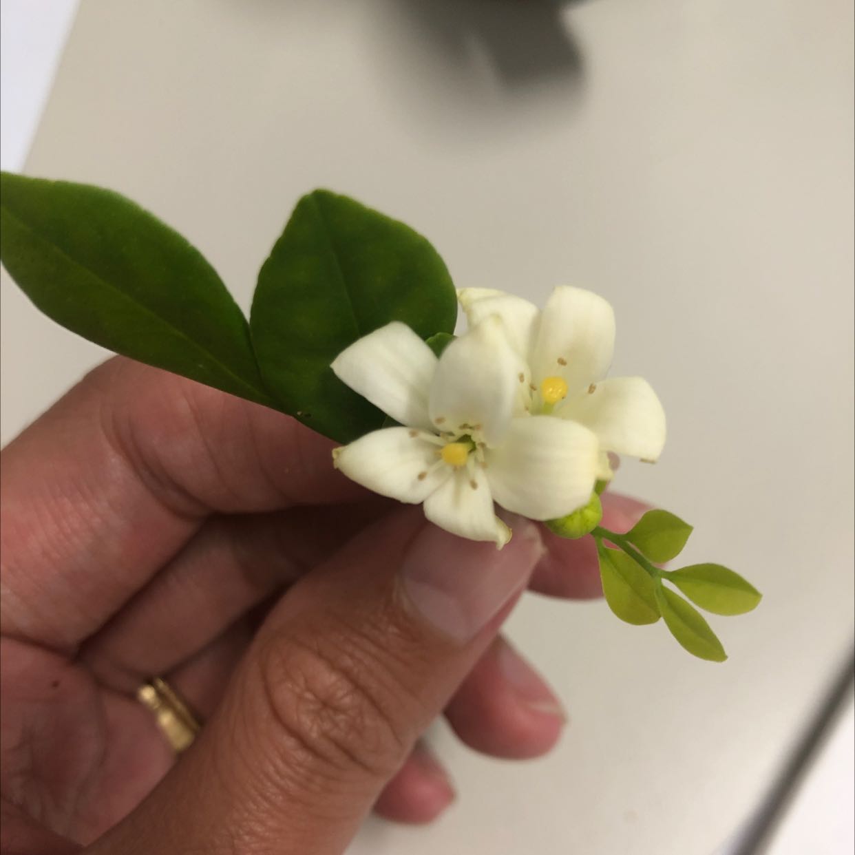 Close-up of a White Jasmine plant with green leaves and white flowers held by a hand.