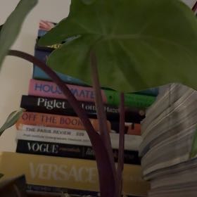 Photo of the plant species Alocasia 'Imperial Red' by @taybrook named Demi on Greg, the plant care app