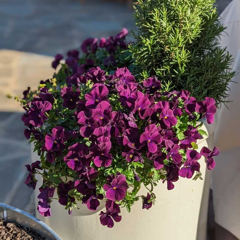 🌸 How to Fix Your Pansy Wilting