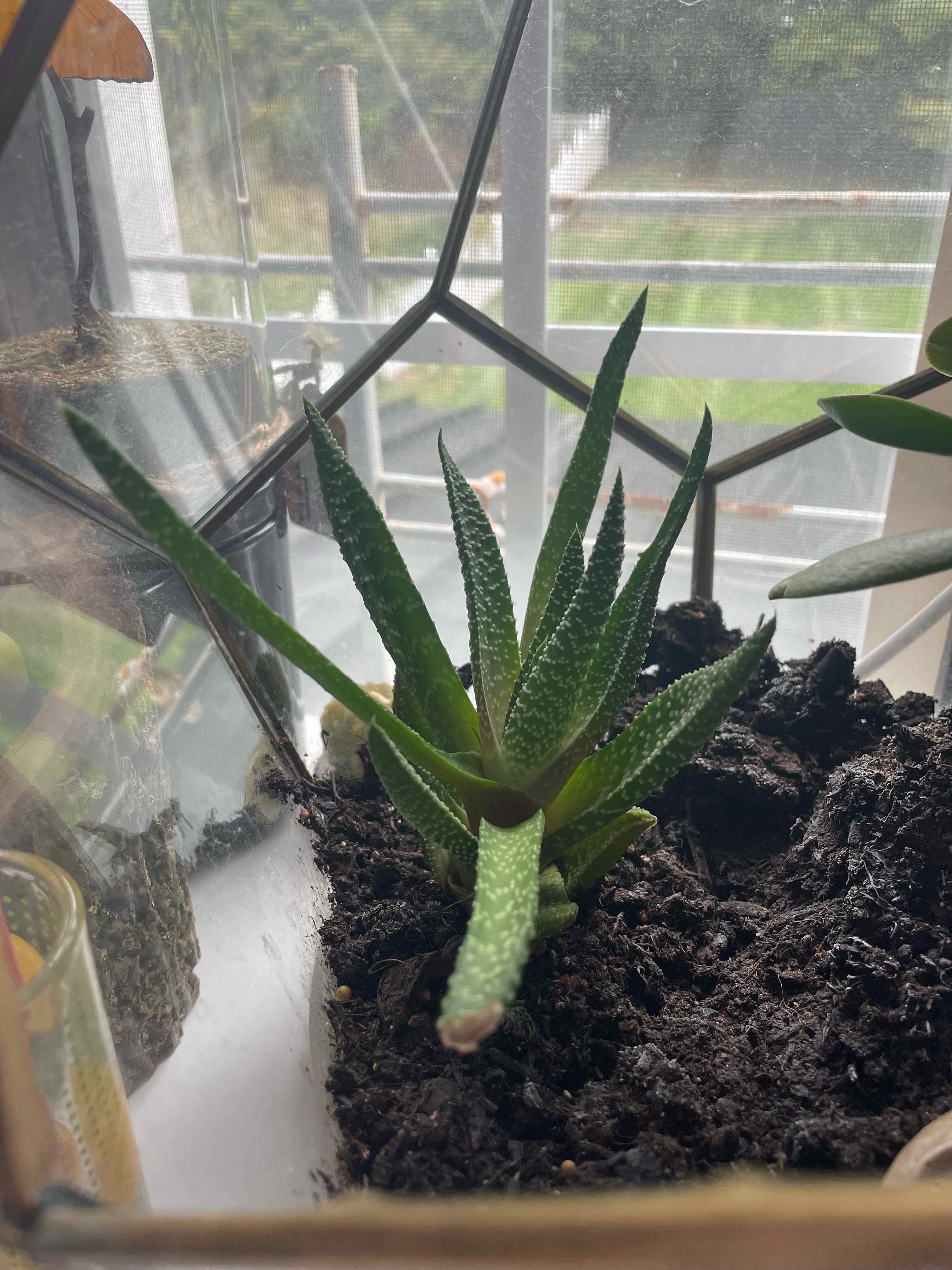 Hedgehog Aloe plant in a pot with visible soil, healthy green leaves, and a window in the background.