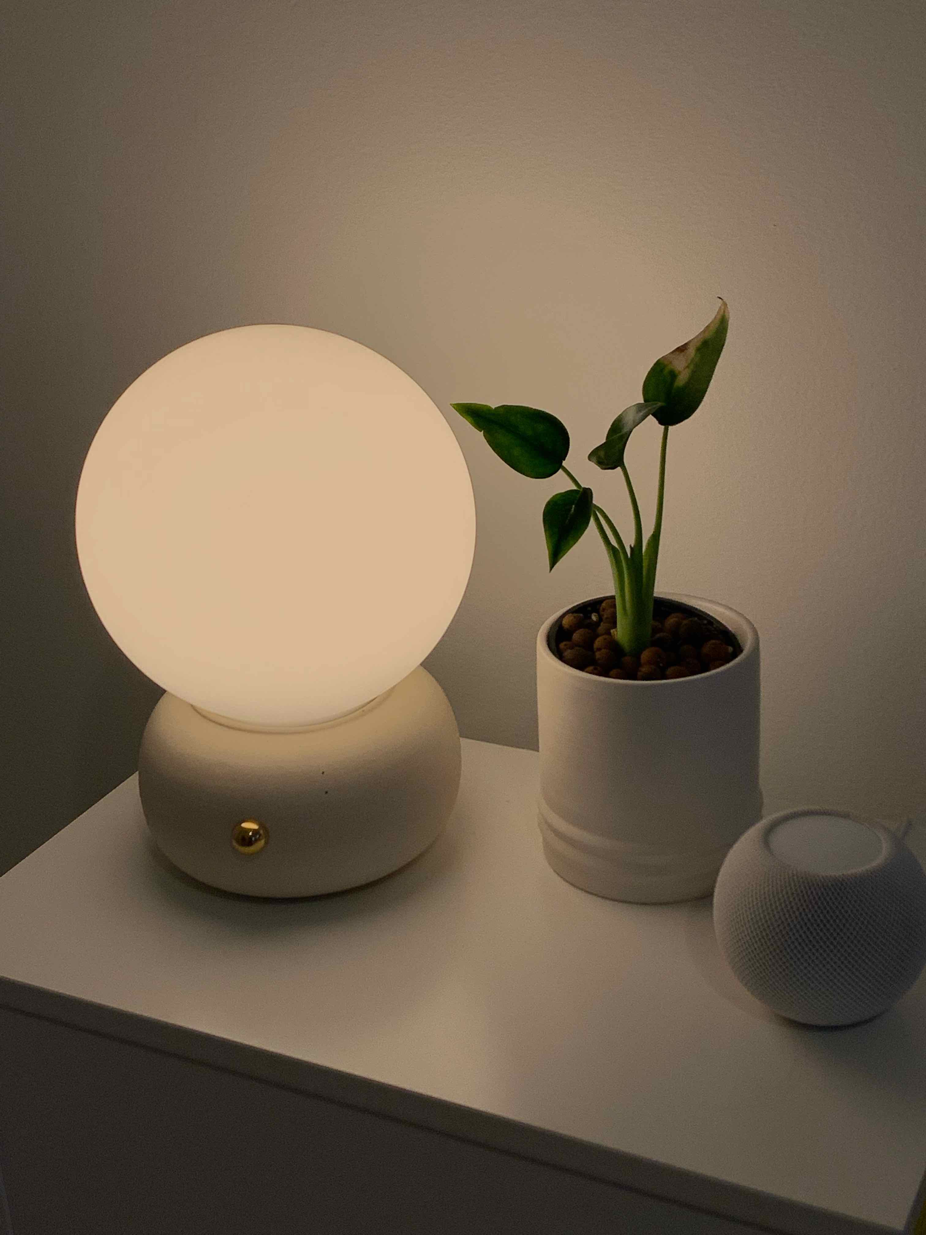 Potted Tiny Dancer plant next to a spherical lamp on a white surface.