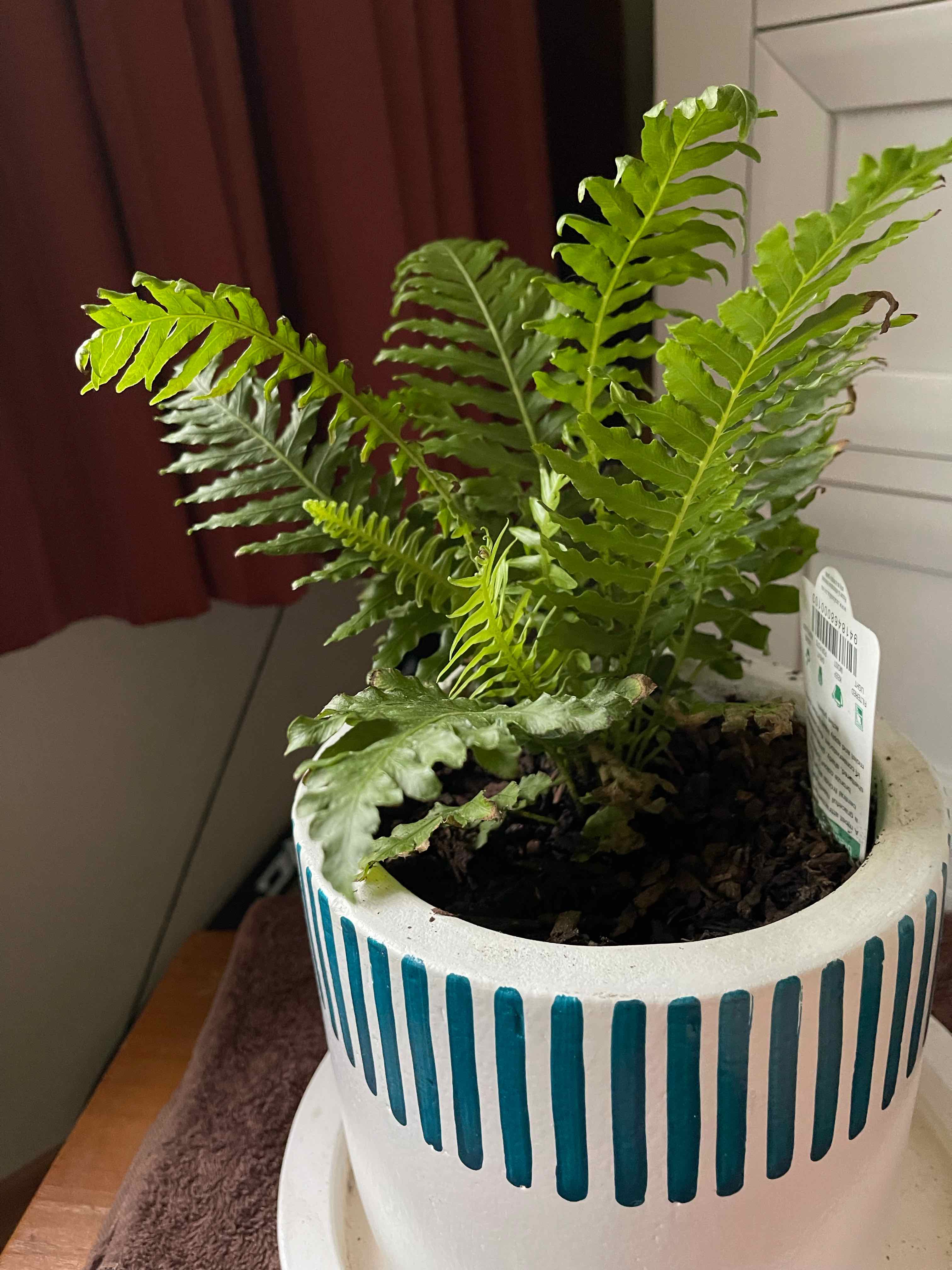 Silver Lady Fern in a decorative pot, healthy with vibrant green fronds.