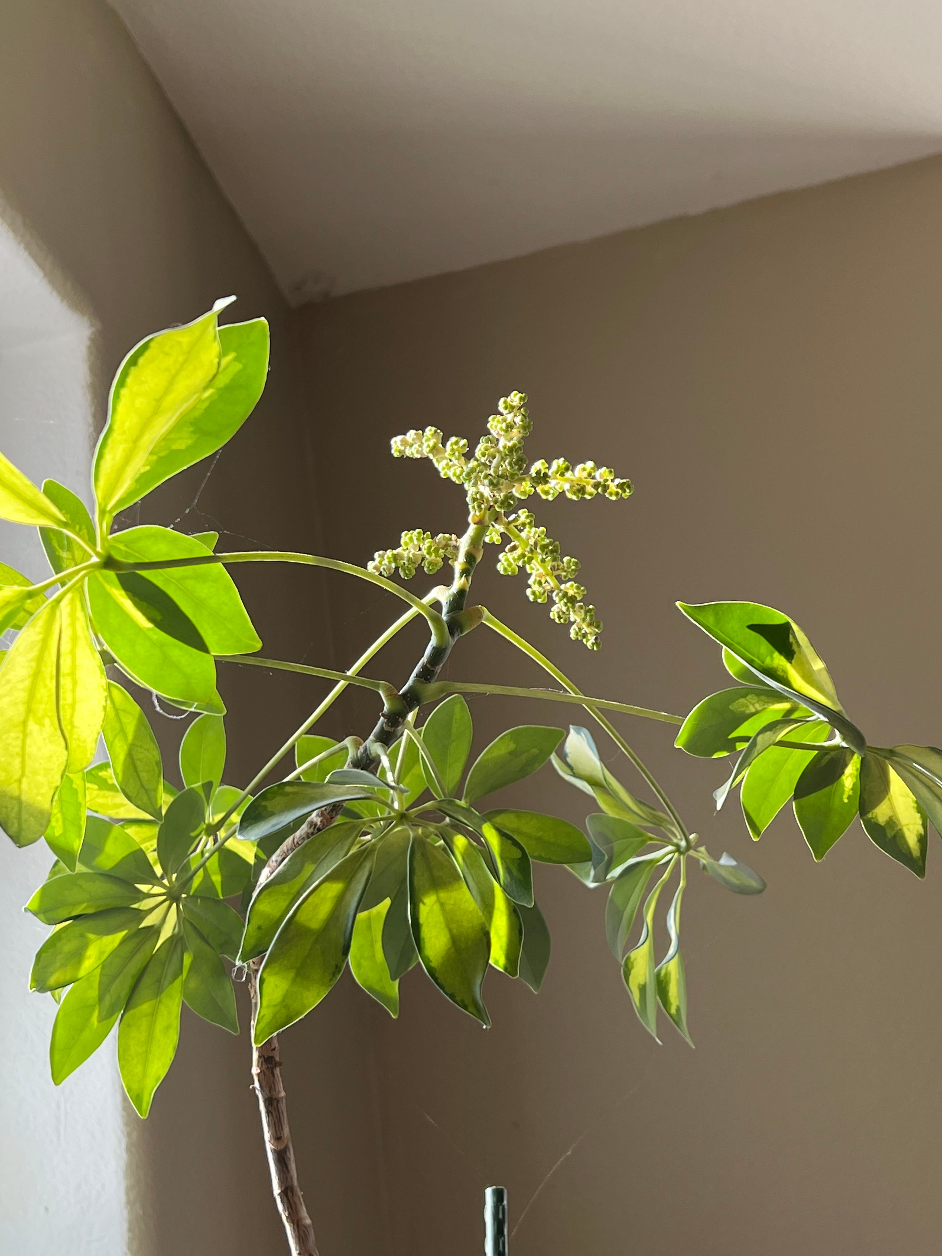 Dwarf Umbrella Tree Plant Care Water, Light, Nutrients Greg App 🌱