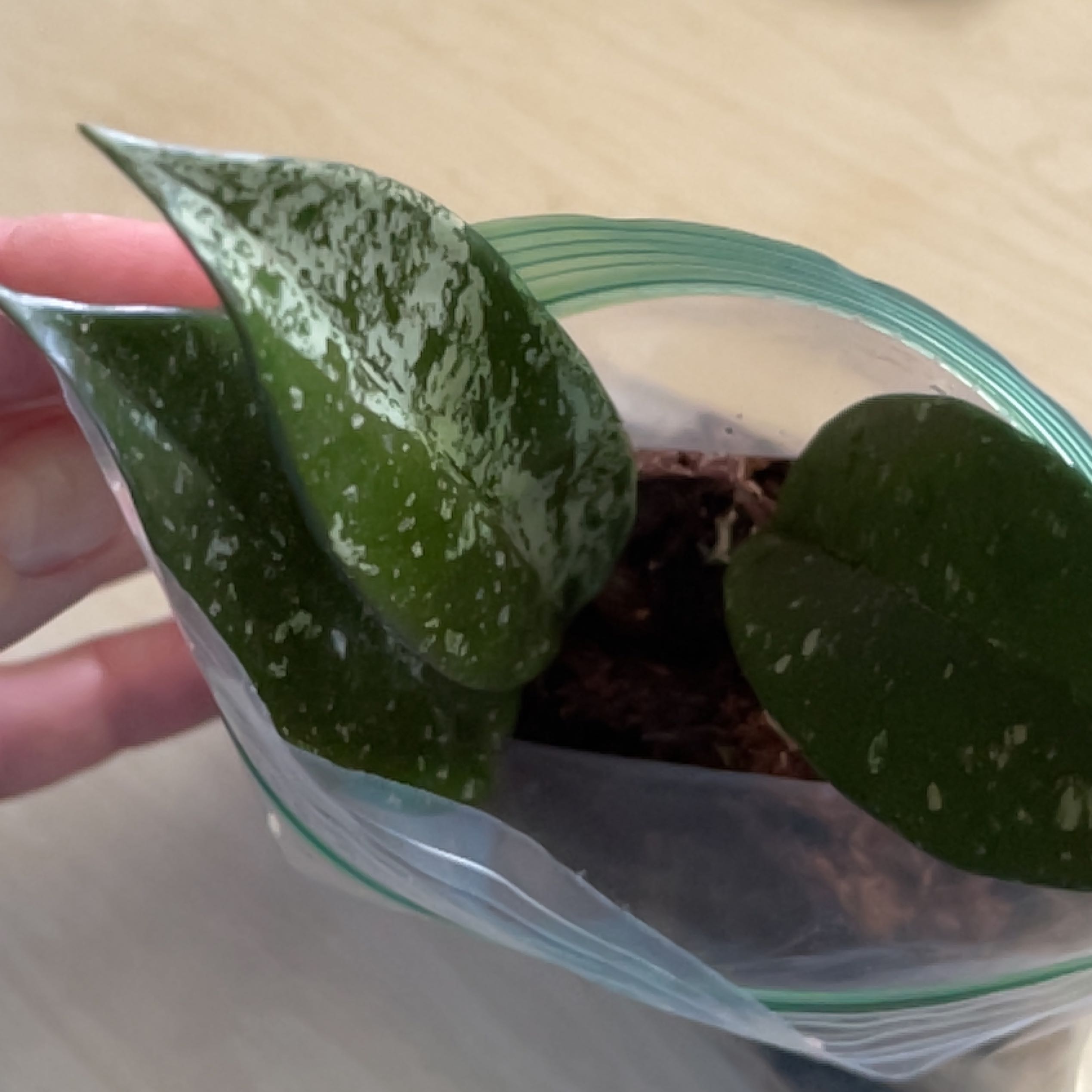 Hoya khroniana Silver Splash plant with green leaves and silver speckles in a plastic bag.