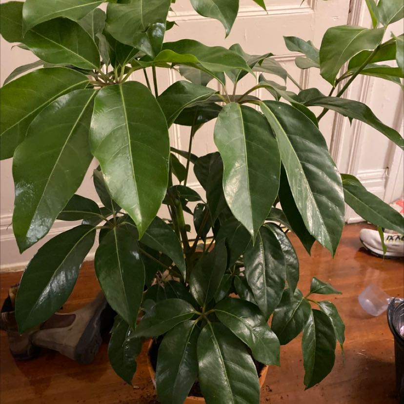 Photo of the plant species Neon Umbrella Tree by @VipKaraka named Bamboozleby on Greg, the plant care app