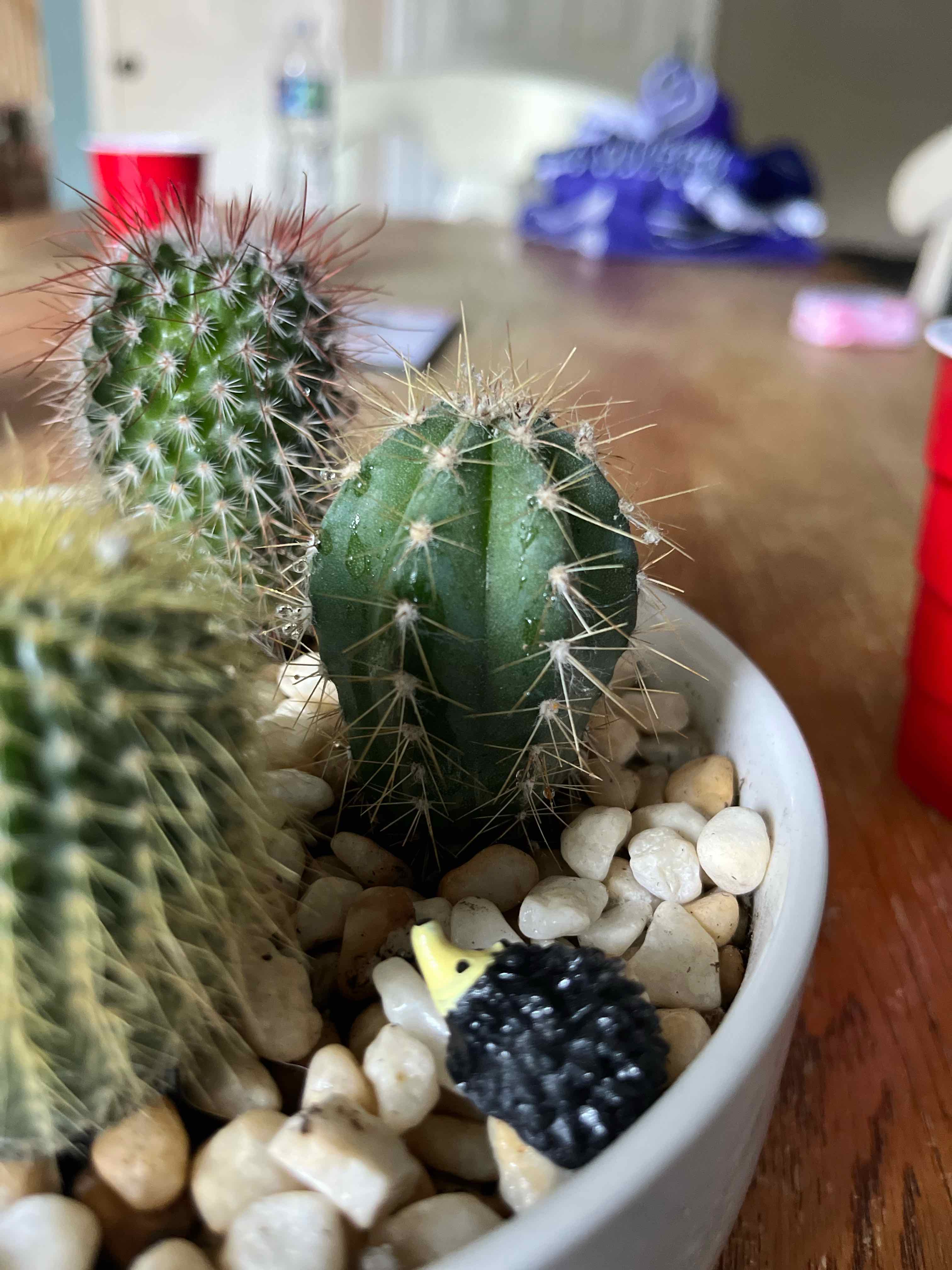 Toothpick Cactus in a pot with pebbles, appears healthy and well-framed.