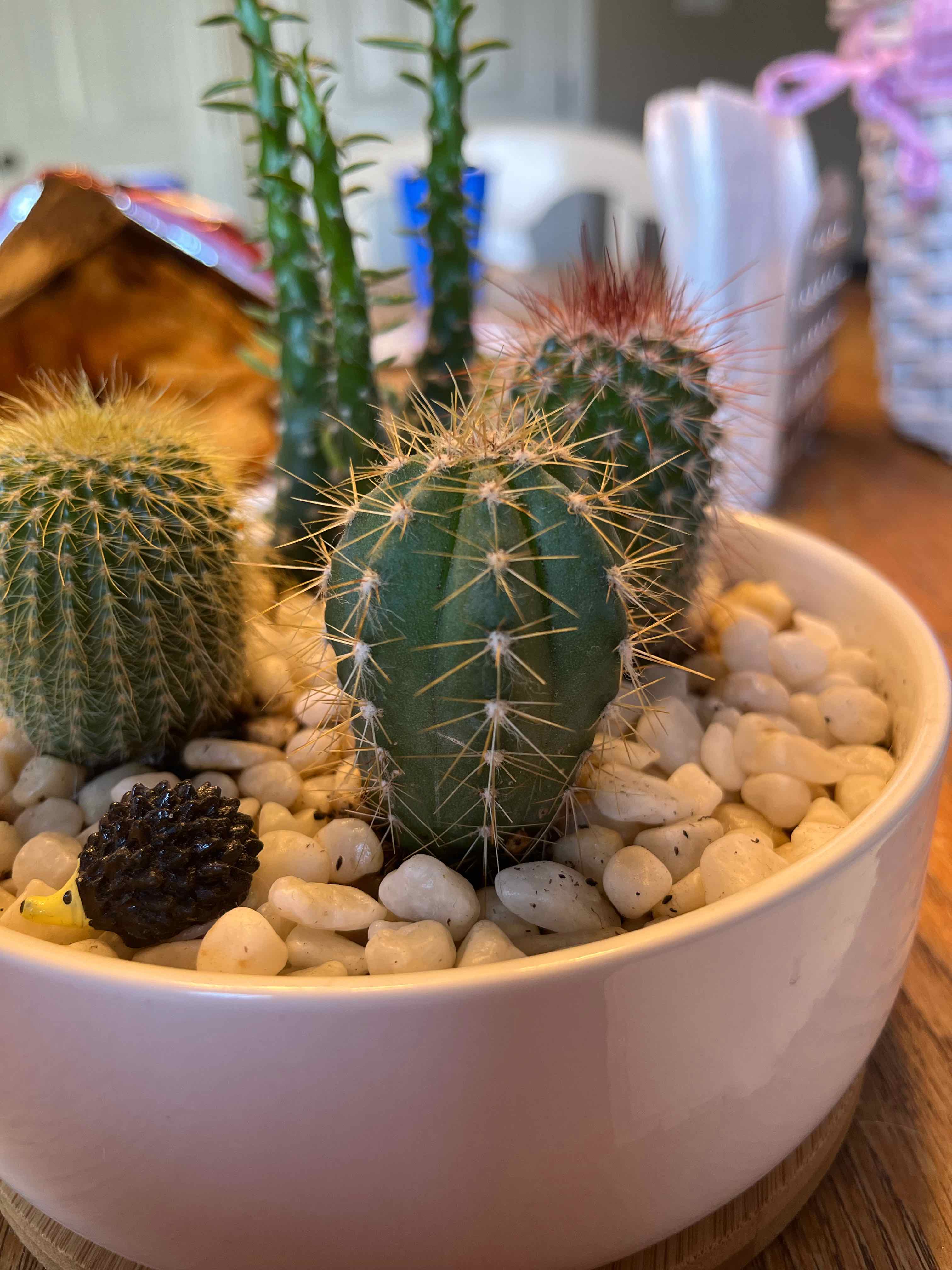 Potted arrangement of cacti, including the Toothpick Cactus, with white pebbles covering the soil.