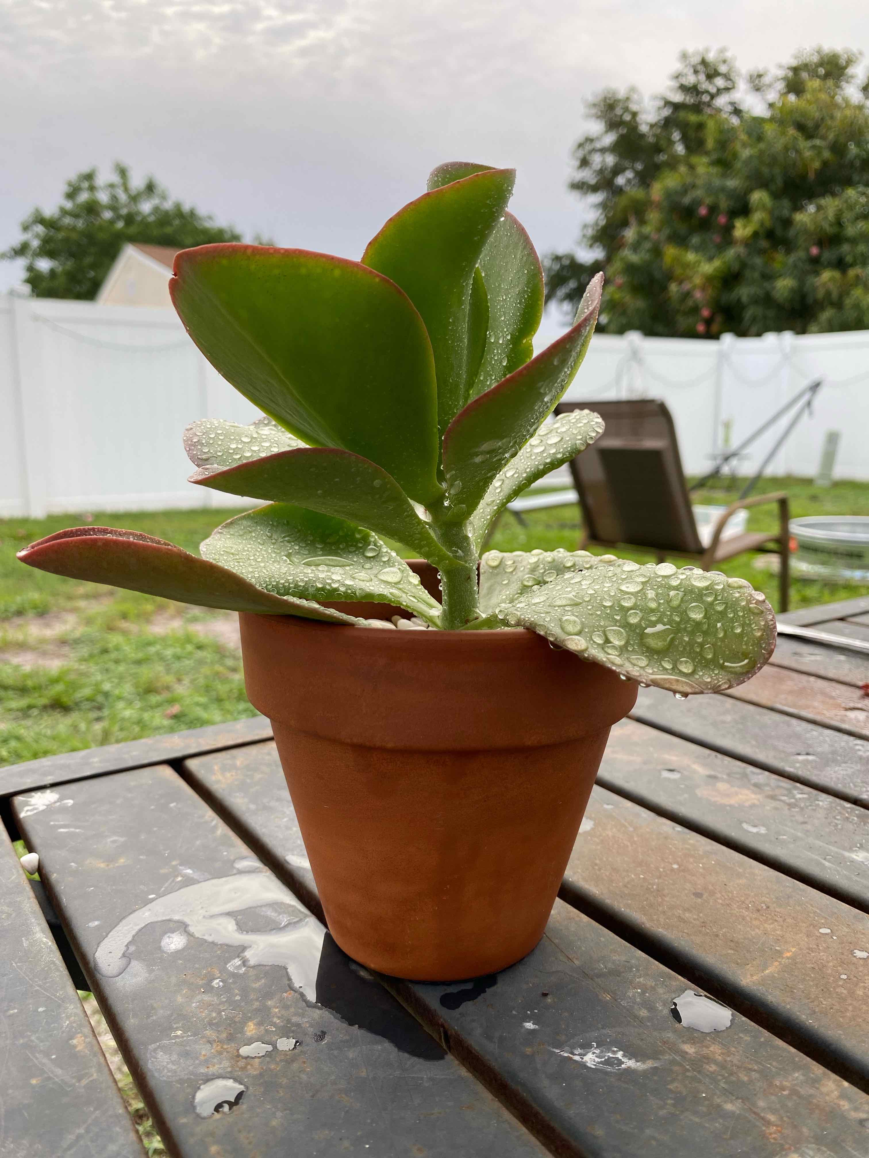 Kalanchoe 'Dragonfire' plant in a terracotta pot with water droplets on leaves.