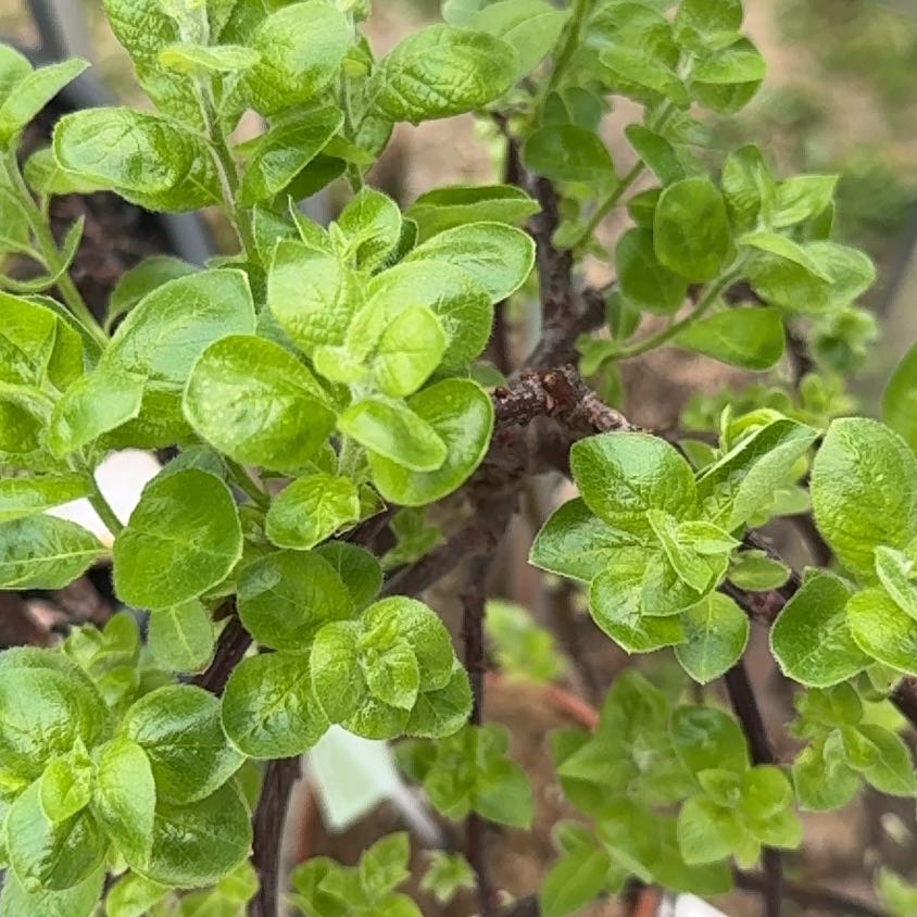 Photo of the plant species Goat Willow by @Mama_Rinn named Ronaldo on Greg, the plant care app