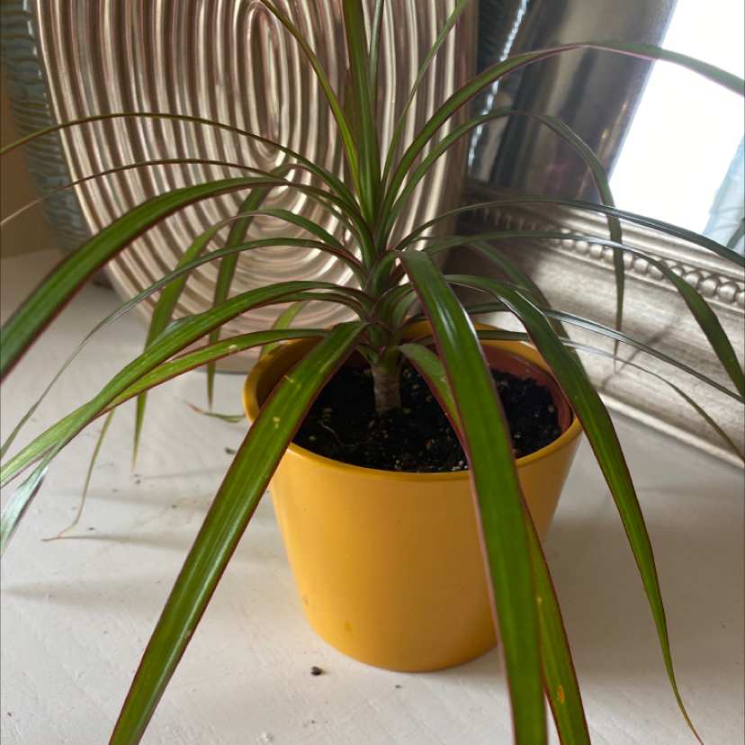 Song of India plant photo by @_jordan_ named Doja Cat on Greg, the plant care app.