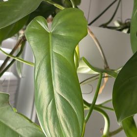 Photo of the plant species tree philodendron by @zach named Terra on Greg, the plant care app