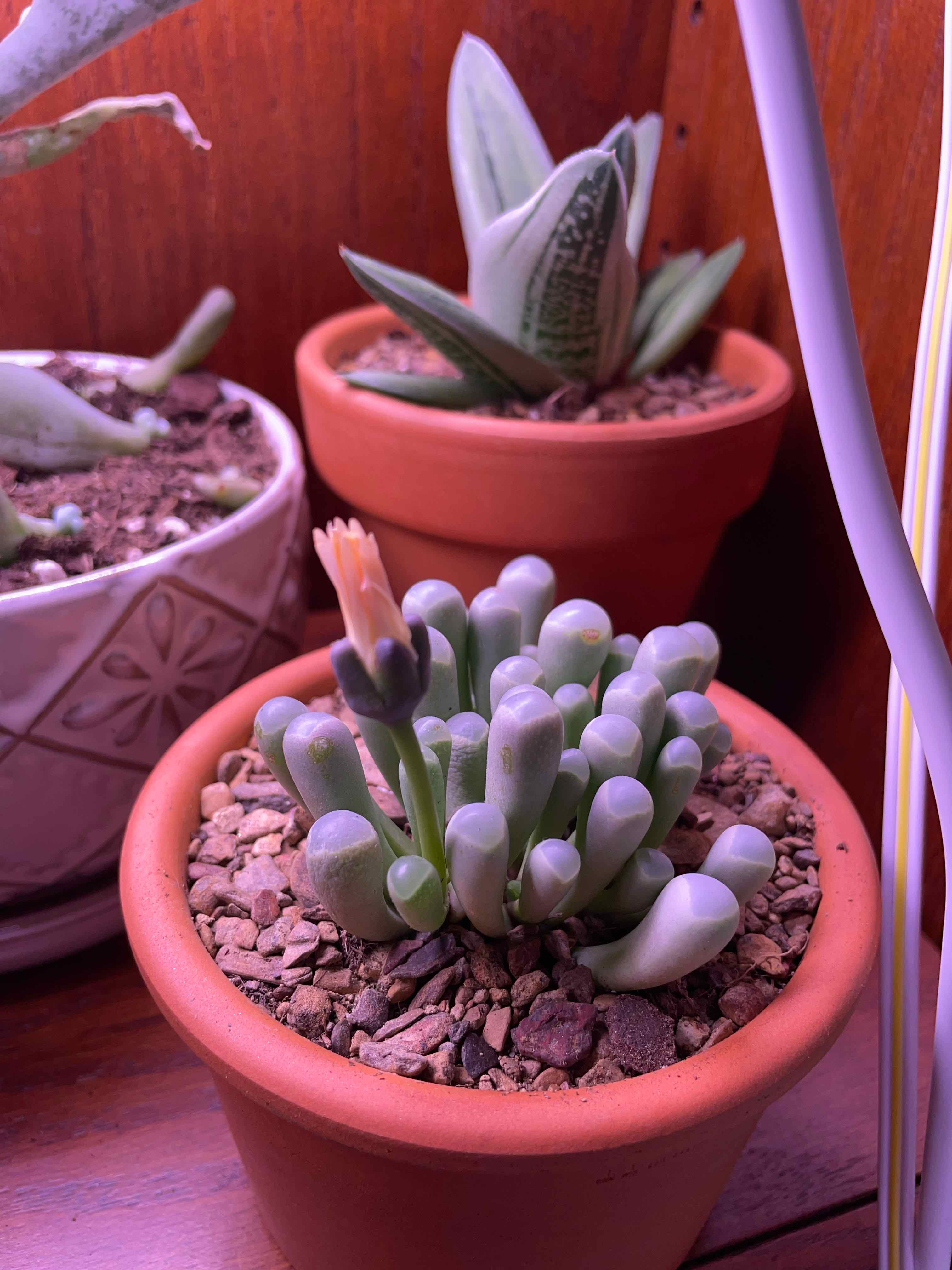 Plant care for Baby Toes on Greg, the plant care app