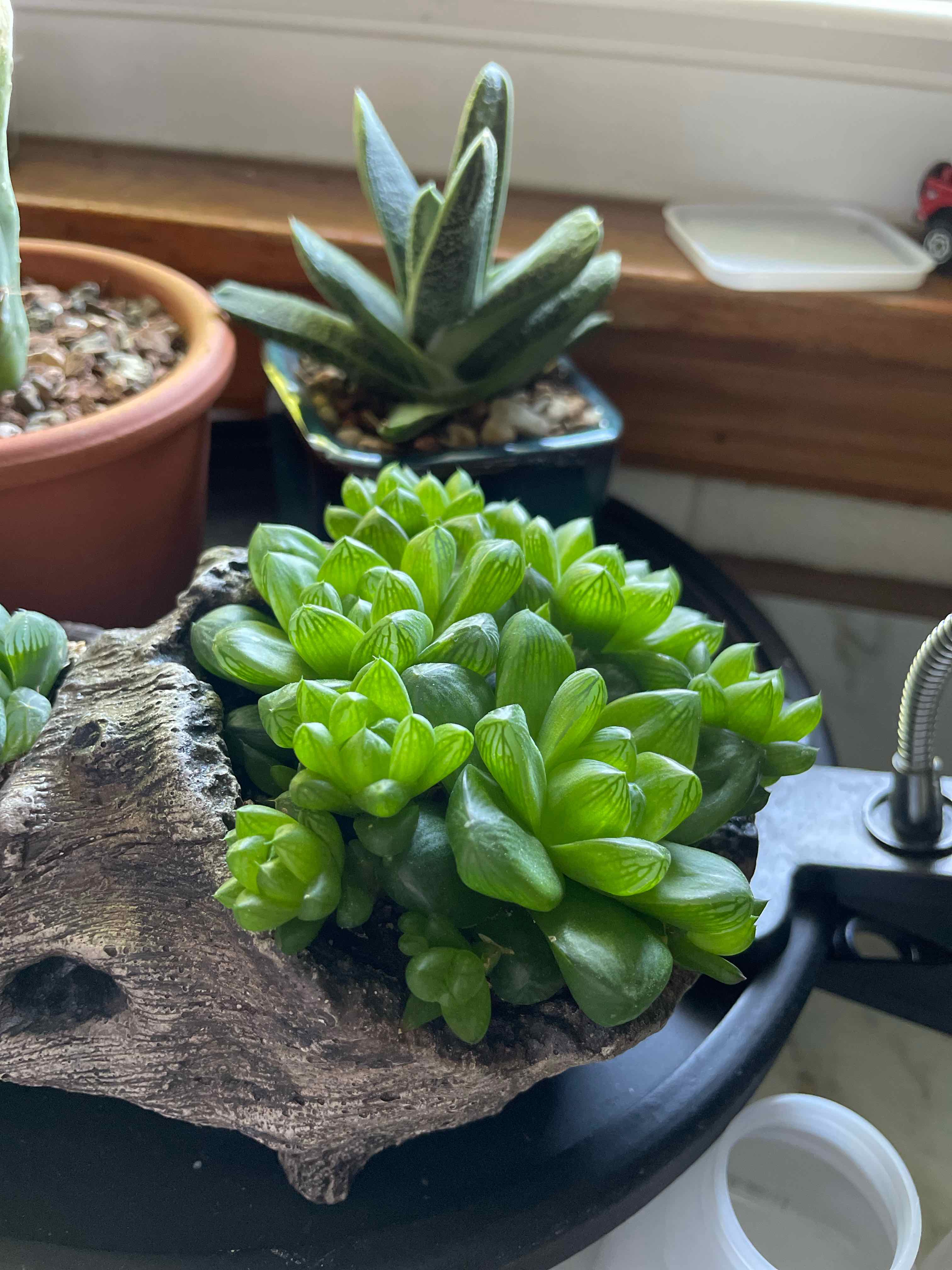 Healthy Haworthia 'Obtusa' plant with vibrant green leaves in an indoor setting.