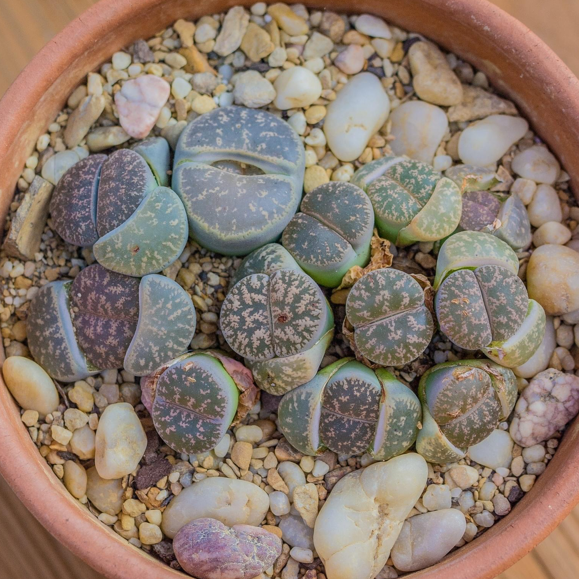 Photo of the plant species Living Stones by @Jana85 named Moss on Greg, the plant care app