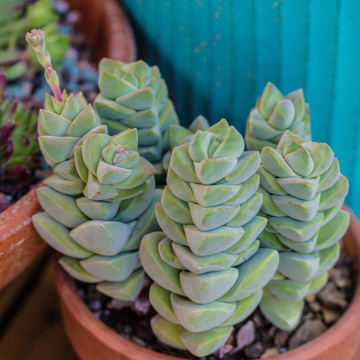 Crassula 'Moonglow' plant in a terracotta pot, healthy and well-framed.
