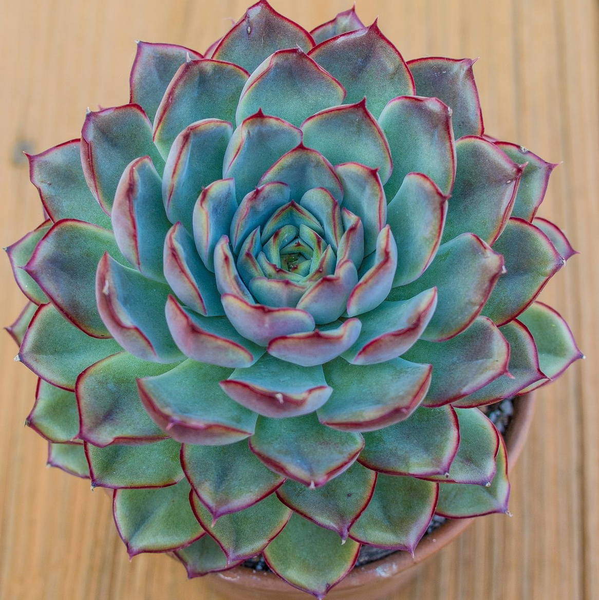 Echeveria