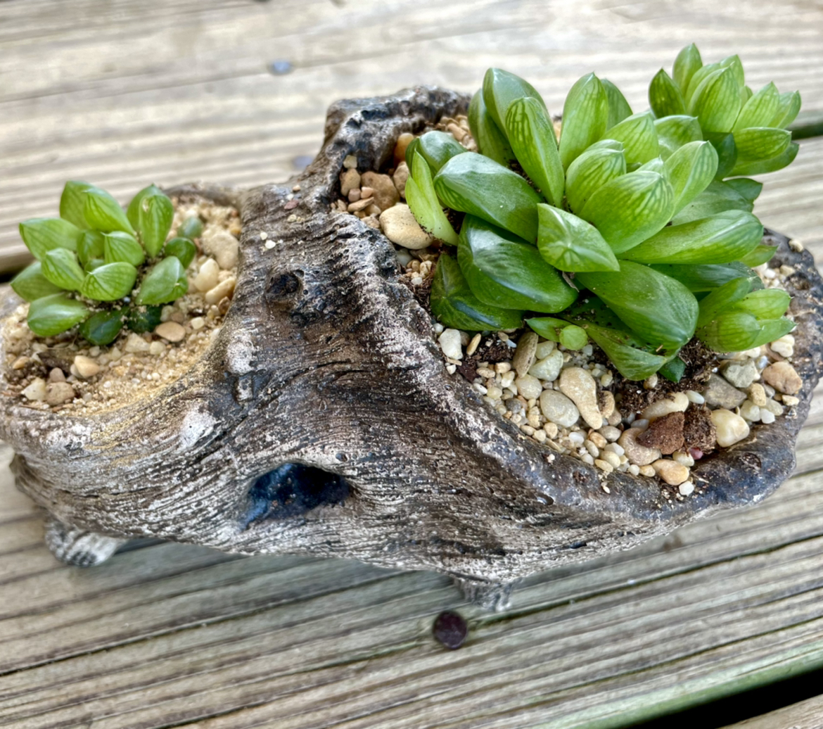 Haworthia 'Obtusa' plant in a rustic container with visible soil and vibrant green leaves.