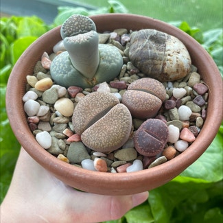 Living Stones plant in Korea, Kentucky