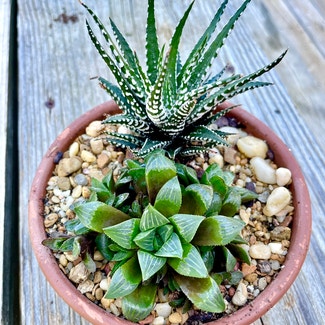 Star Cactus plant in Korea, Kentucky