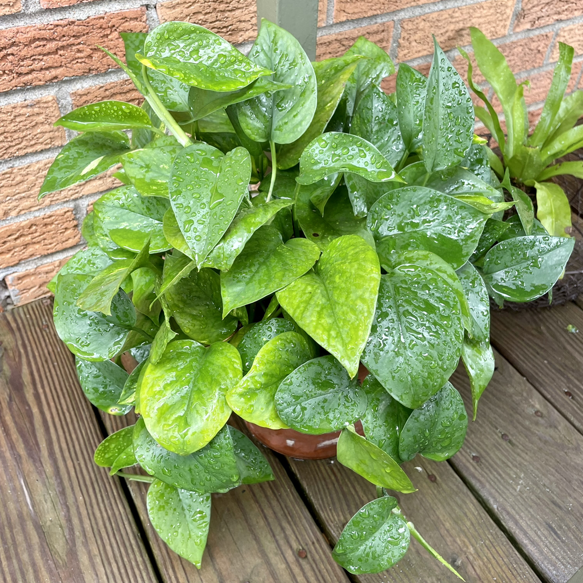 Ivy Arum plant photo by @Jana85 named Golden pothos on Greg, the plant care app.