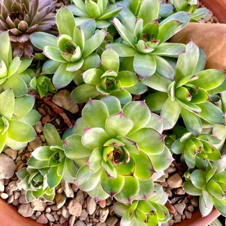 Hens and Chicks plant in Korea, Kentucky