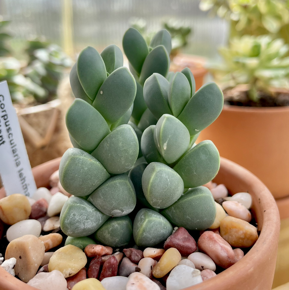 Photo of the plant species Ice plant by @Jana85 named Ice plant on Greg, the plant care app