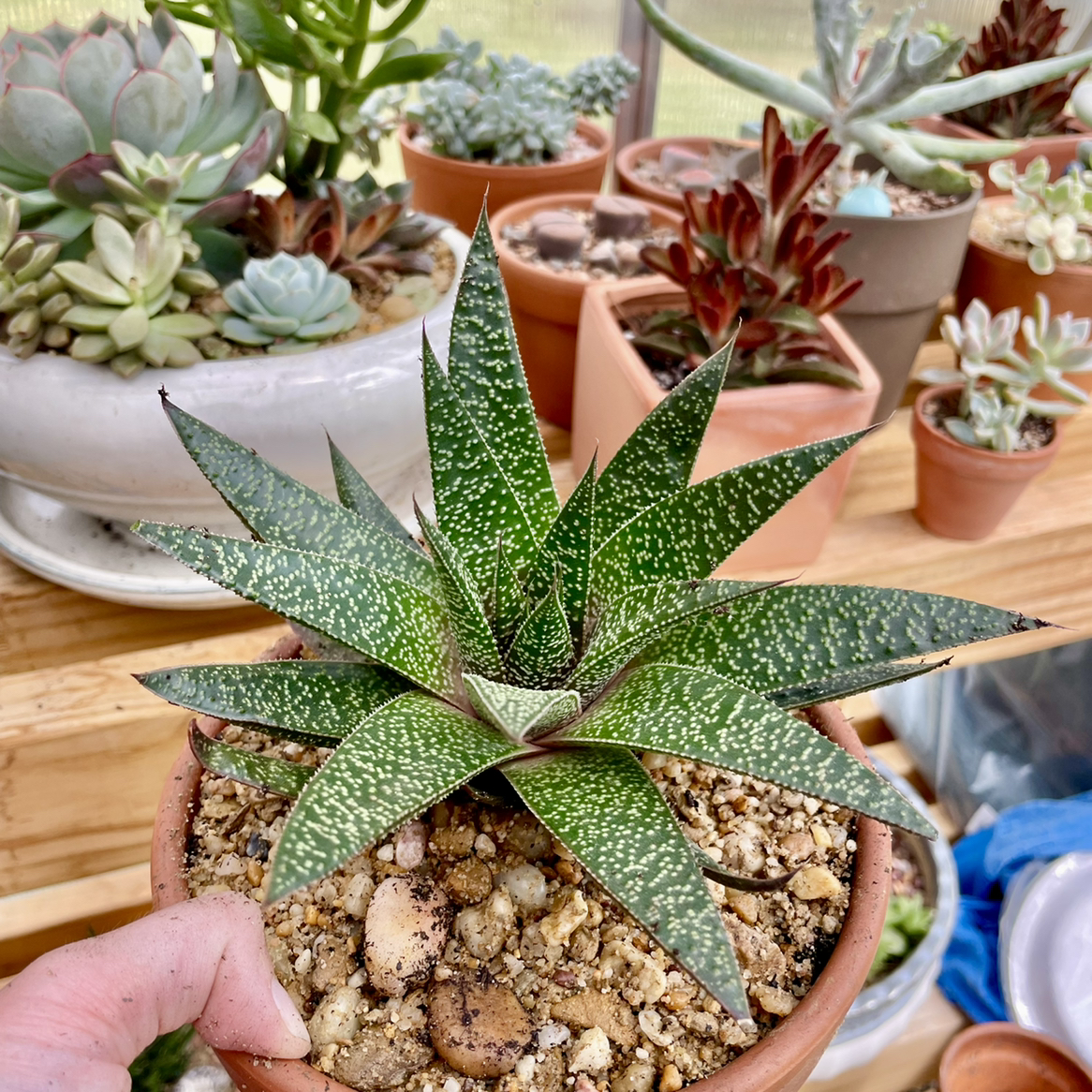 Gasteraloe 'Flow' plant in a pot with well-draining soil, surrounded by other potted succulents.